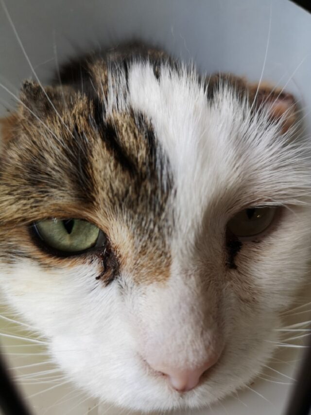 Bubba also had his ears cut off but is recovering well (Georgina Barnes/PA)