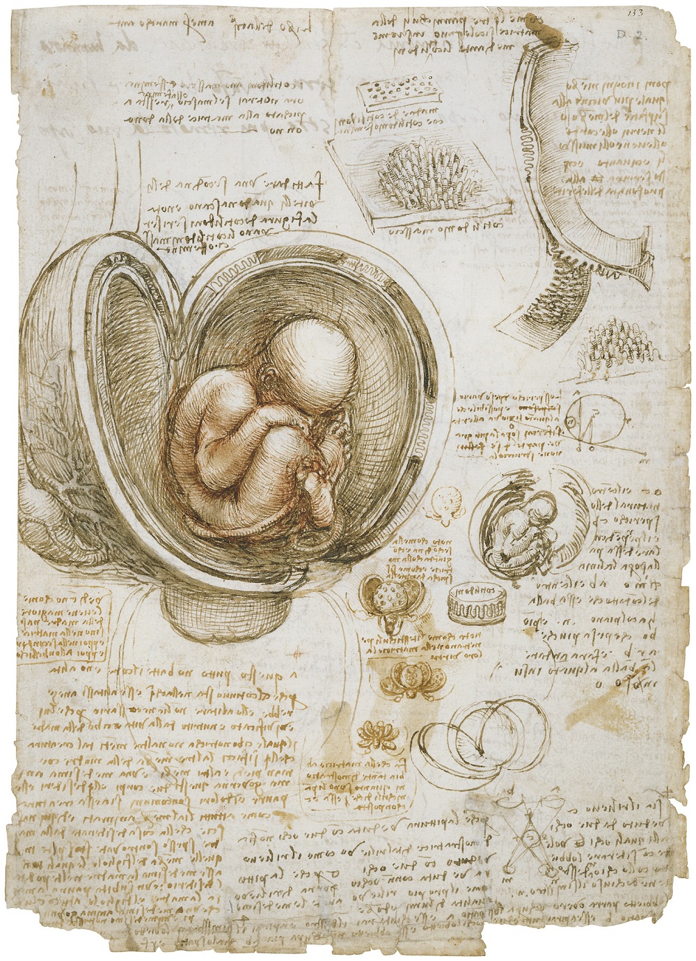 Leonardo da Vinci, the fetus in the womb 