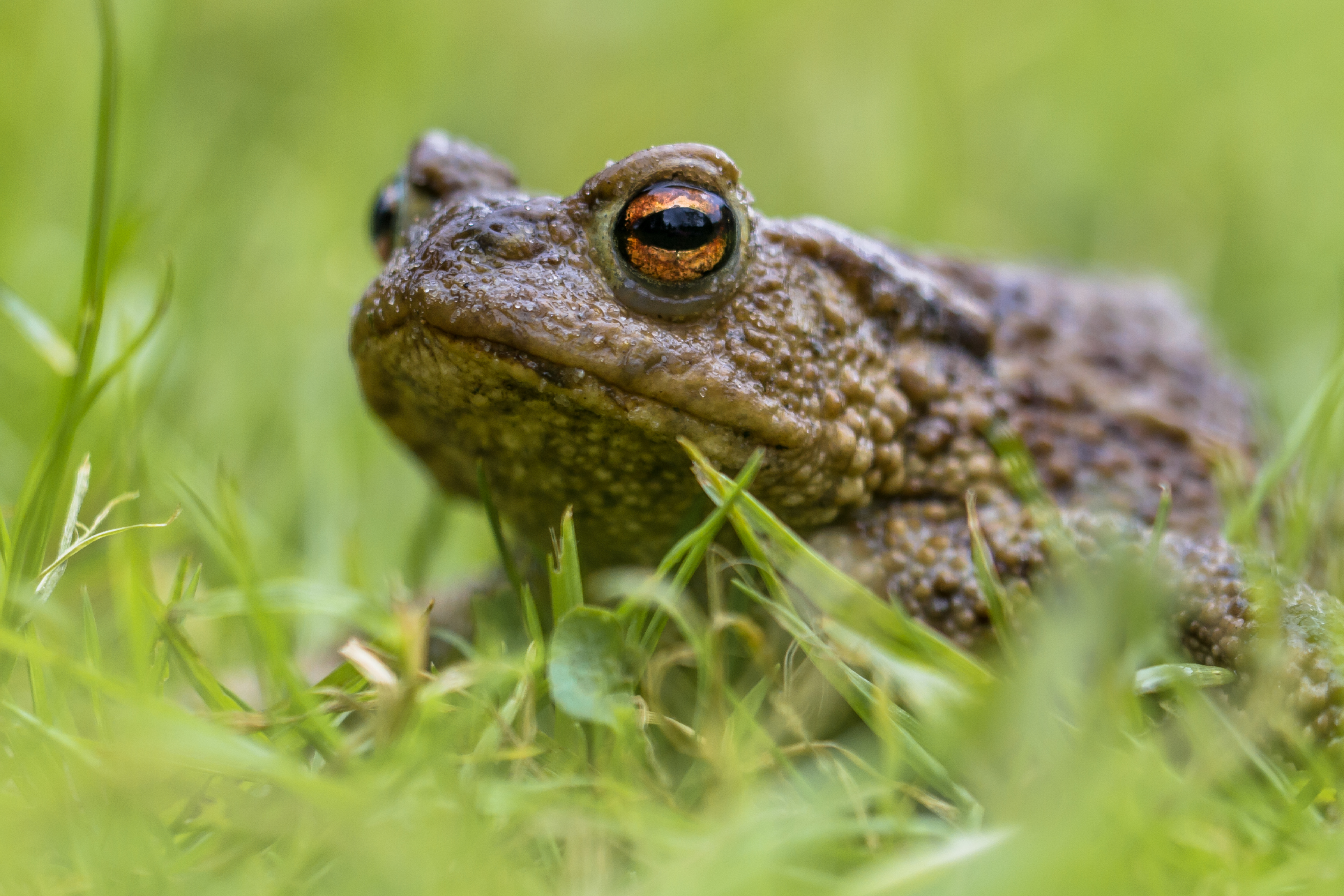 Common toad