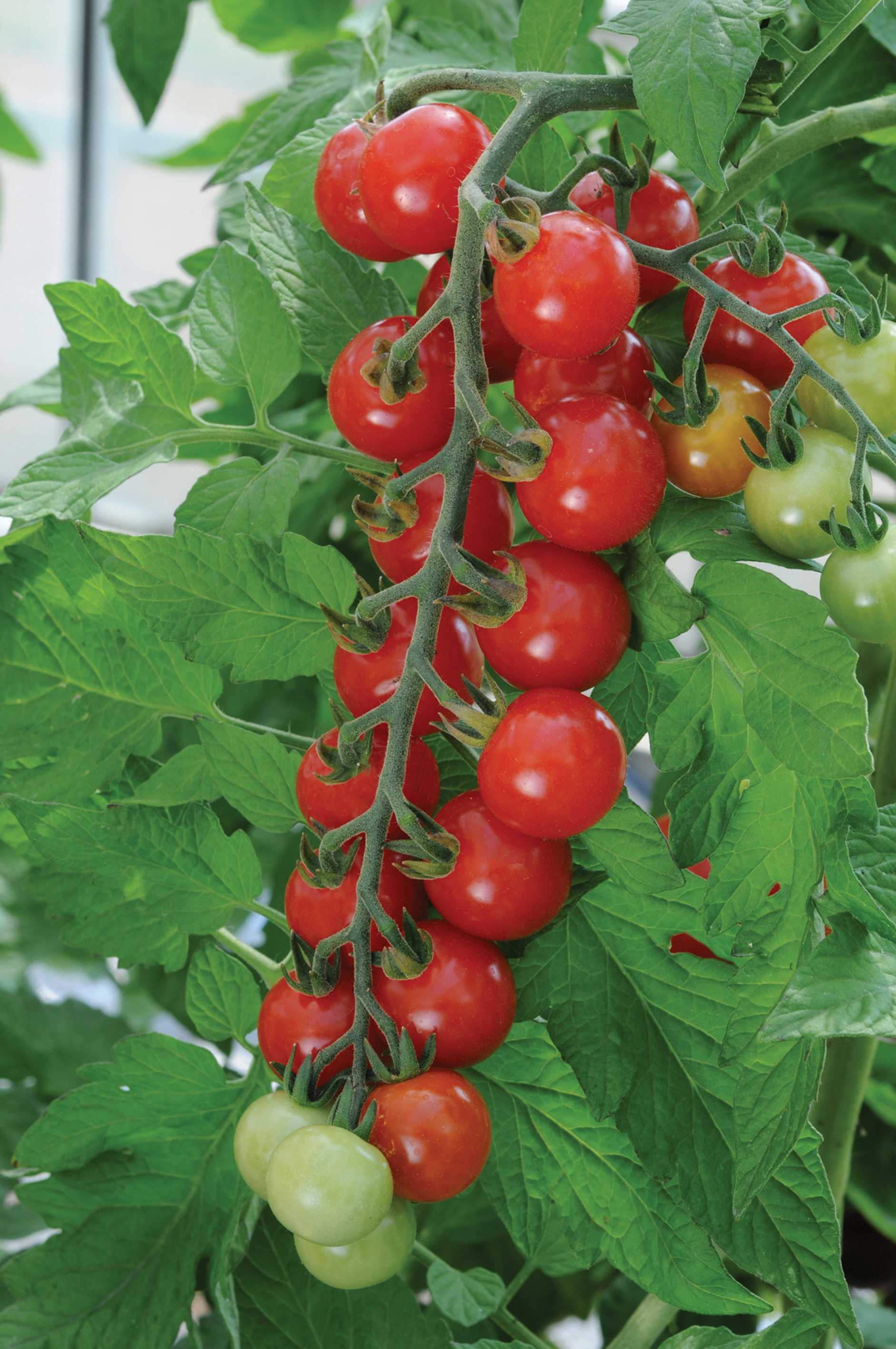 Among the sweetest cherry tomatoes is 'Sweet Aperitif' (Thompson & Morgan/PA)