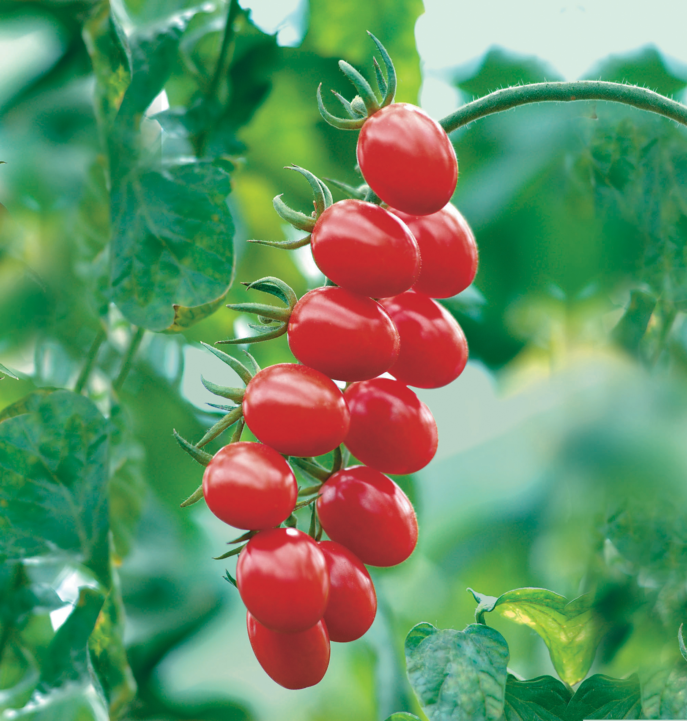 If you prefer plum tomatoes, go for Santonio (Thompson & Morgan/PA)