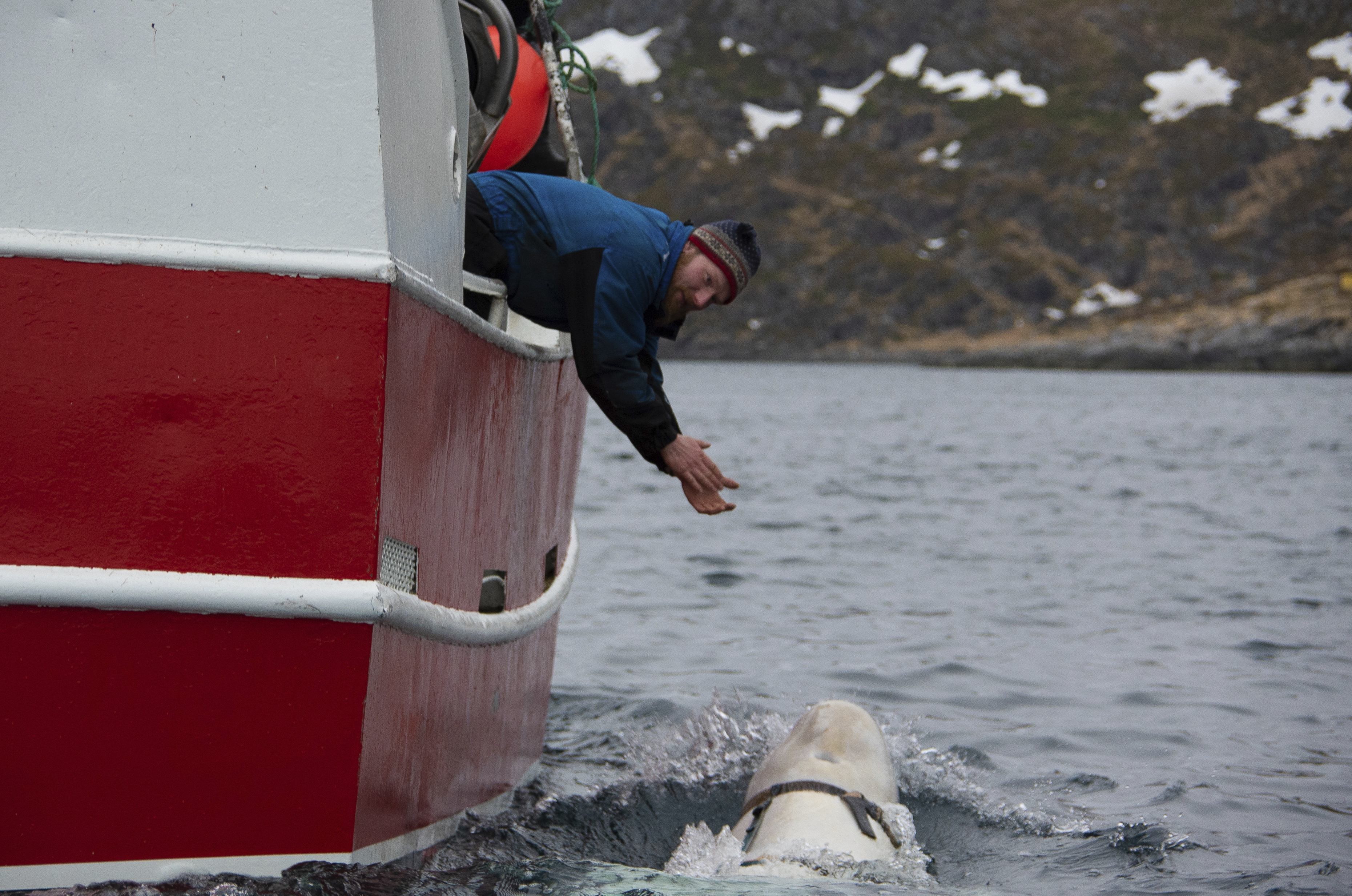 Norwegian fisherman Joar Hesten tries to attract a beluga whale swimming next to his boat