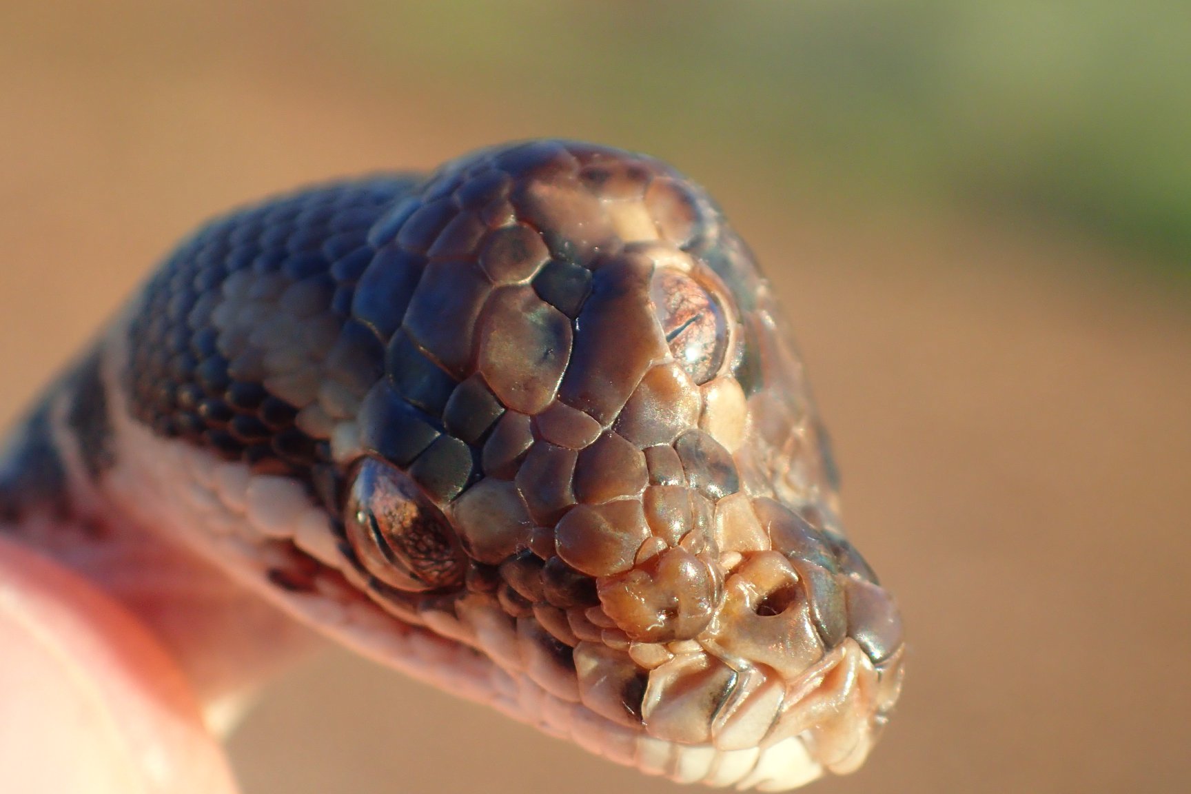 A three-eyed snake found near Darwin