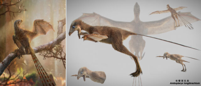 Ambopteryx longibrachium had membranous bat-like wings, scientists said