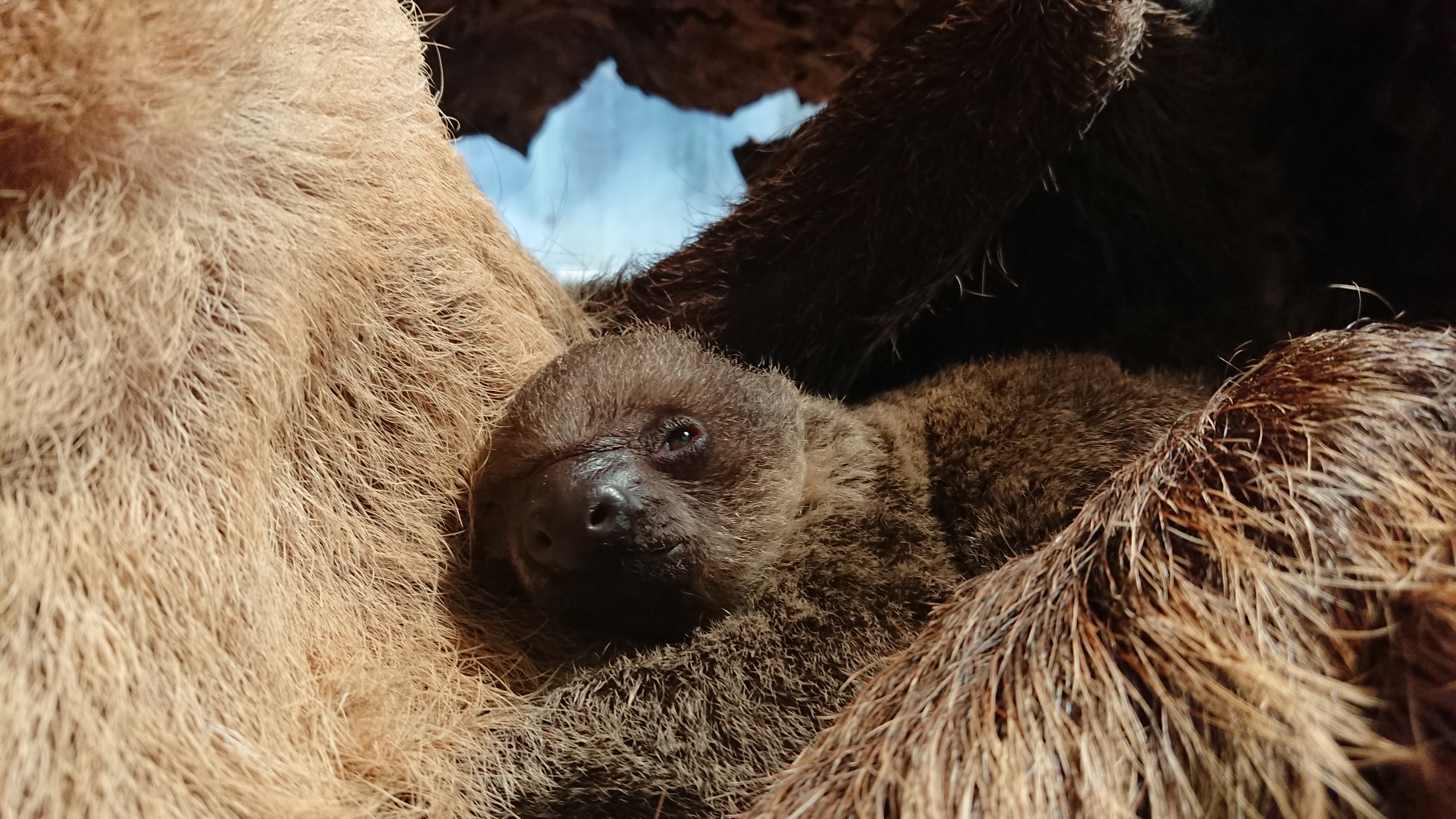 Elio the baby sloth clinging to their mother
