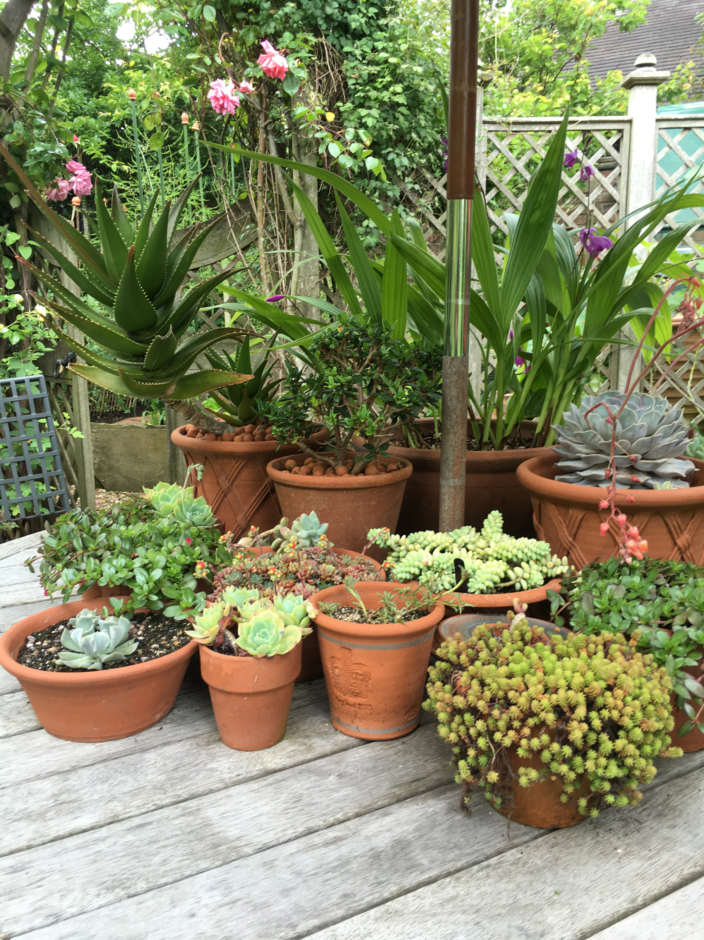 Give houseplants a little shade outside (Michael Perry/PA)