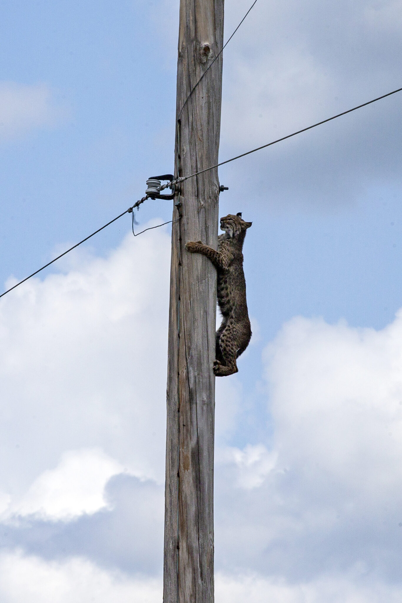 小圈子選舉的貓貓們