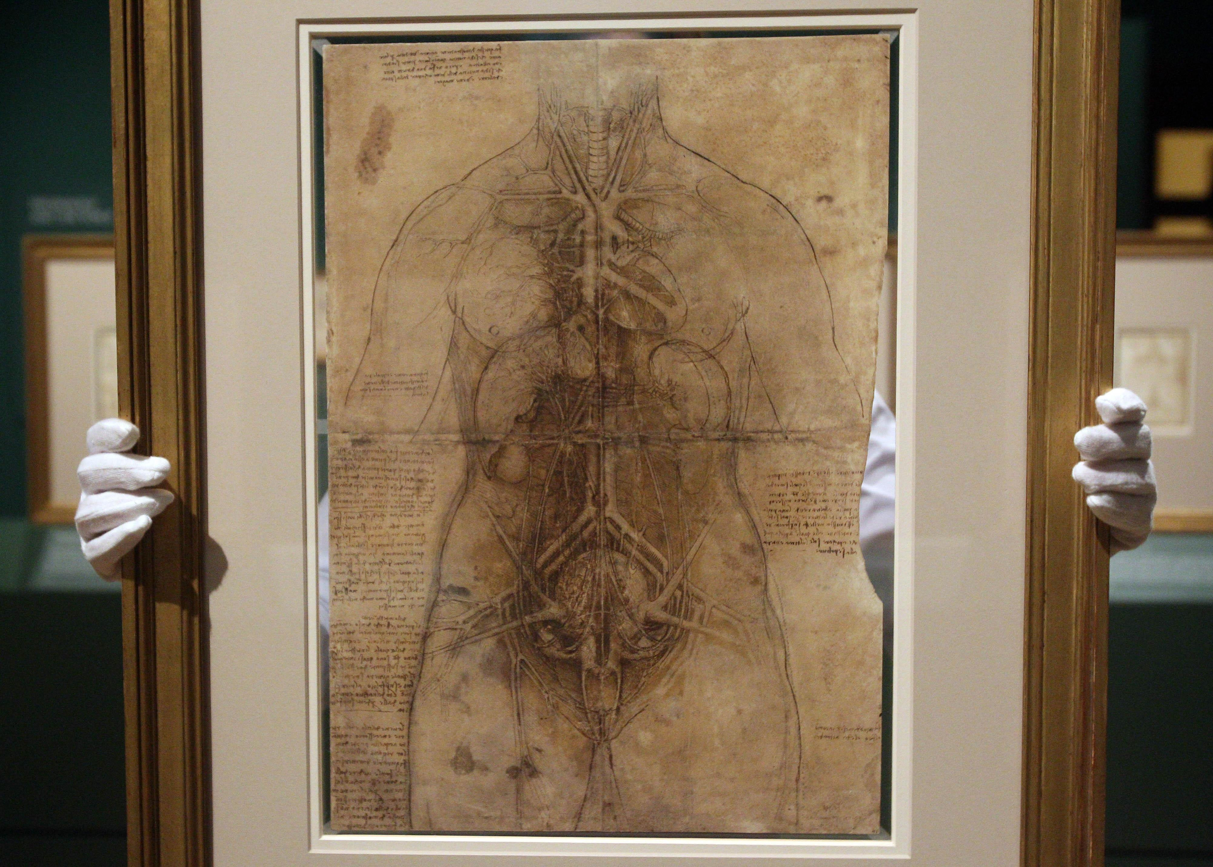 Leonardo - study of the human form