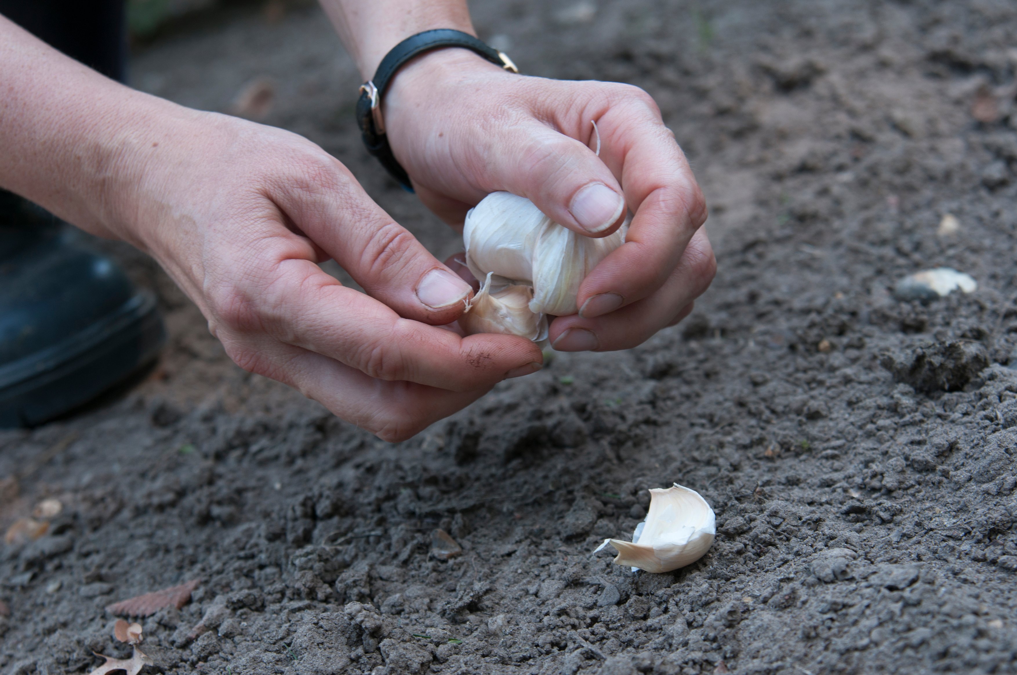 Plant garlic to ward off pests (Tim Sandall/RHS/PA)
