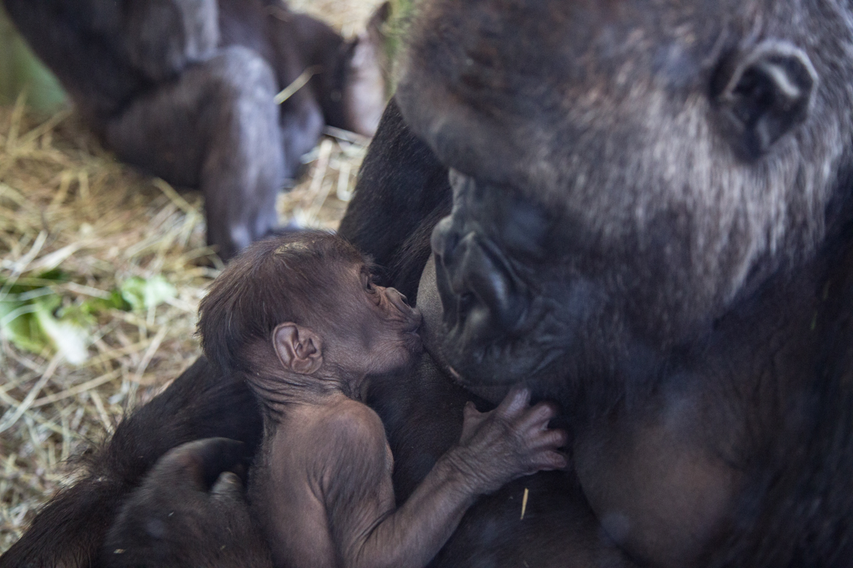 Rollie feeds her newborn infant gorilla