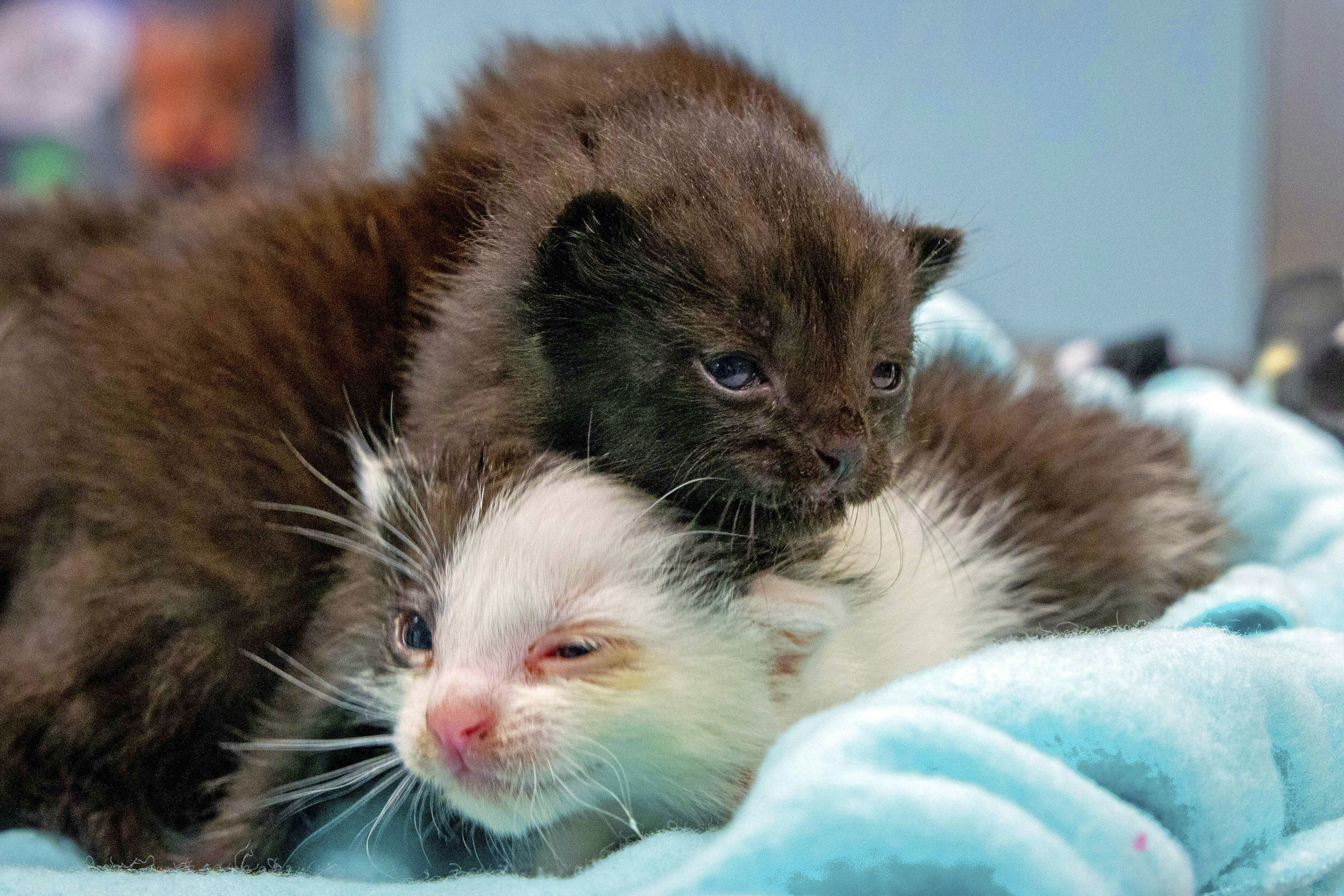 The kittens were found inside a a 60ft steel column 