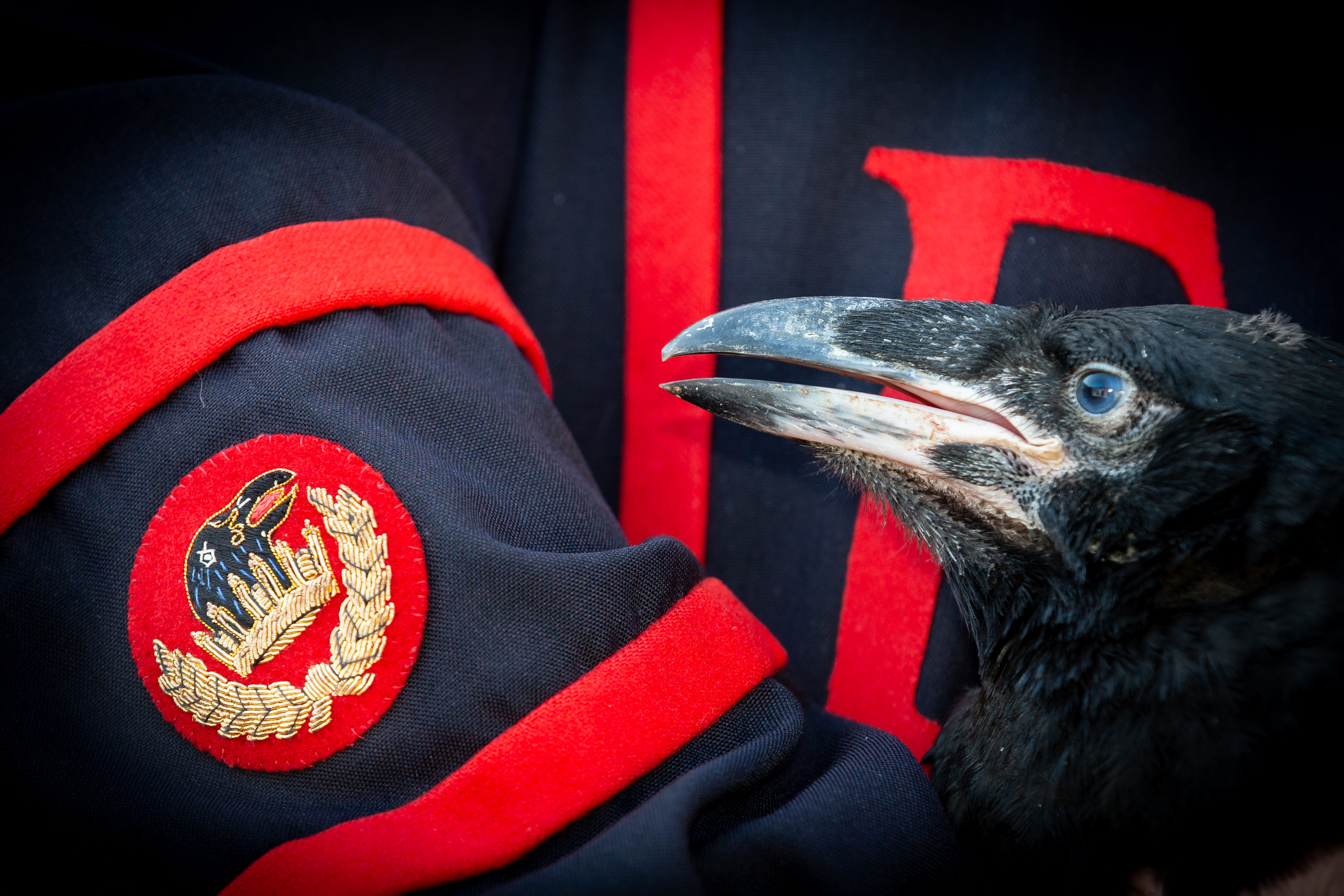 Handout photo issued by Historic Royal Palaces of Tower of London Ravenmaster Chris Skaife holding one of the first ravens to be born at the Tower in 30 years