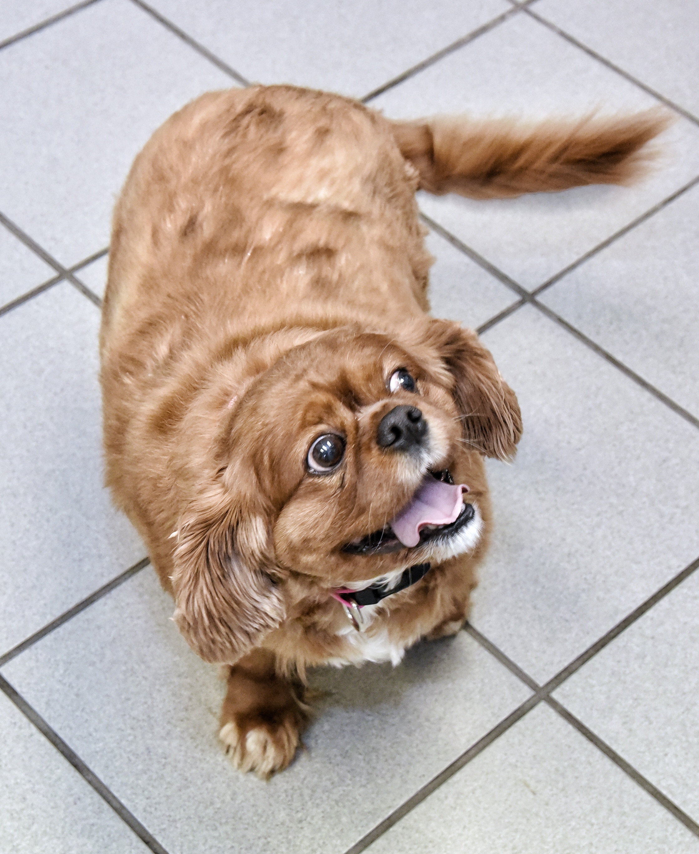 Bonnie from Blackpool is on a diet to slim down