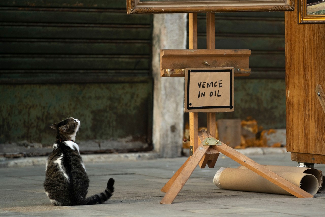 A cat admiring Banksy's artwork in Venice
