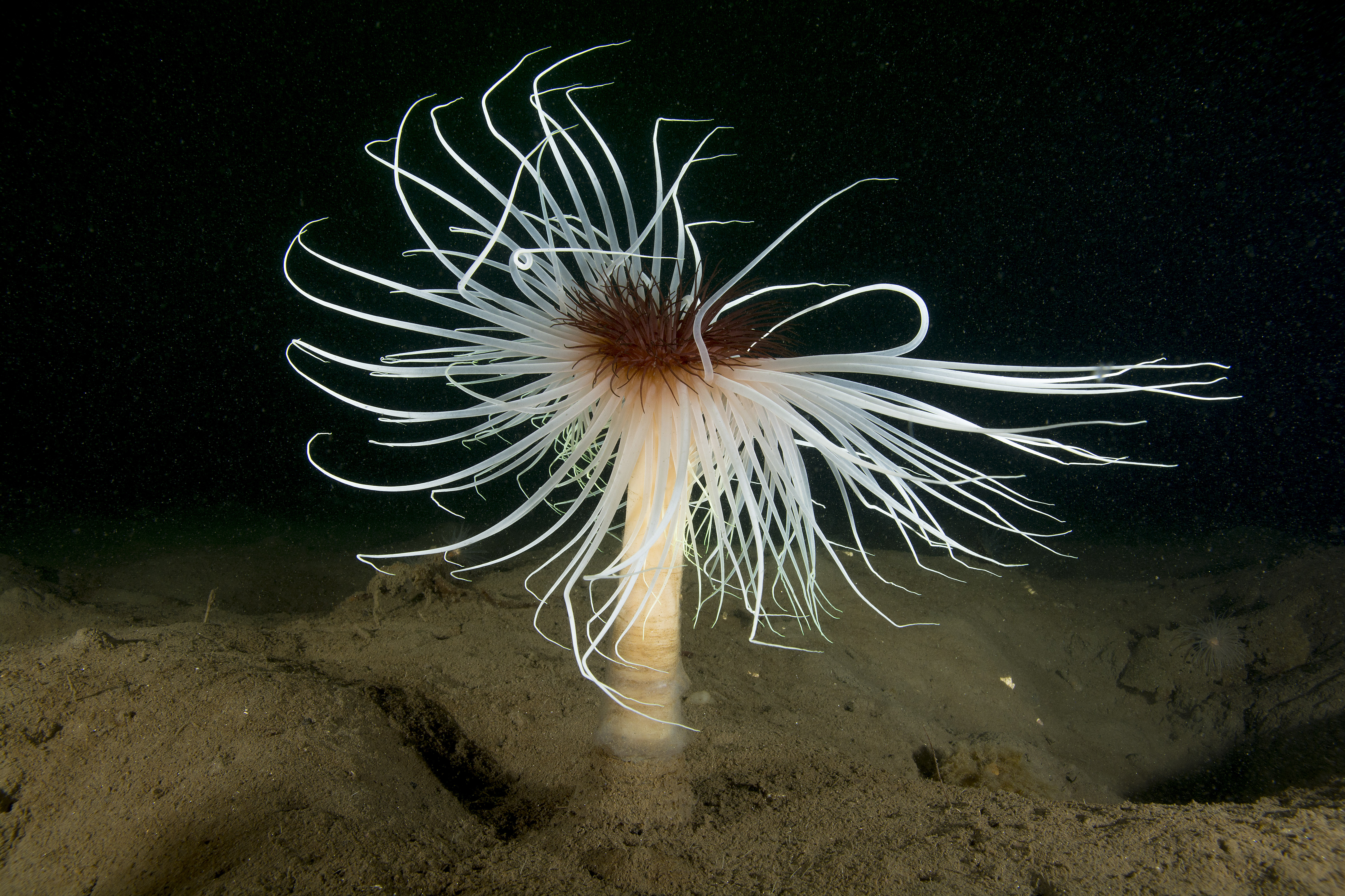 Wildlife such as firework anemones will be protected by the designations (Paul Naylor/PA)