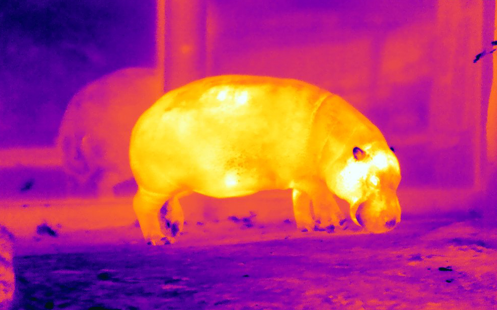 Thermal images show off nighttime activity among London Zoo animals - The  Irish News