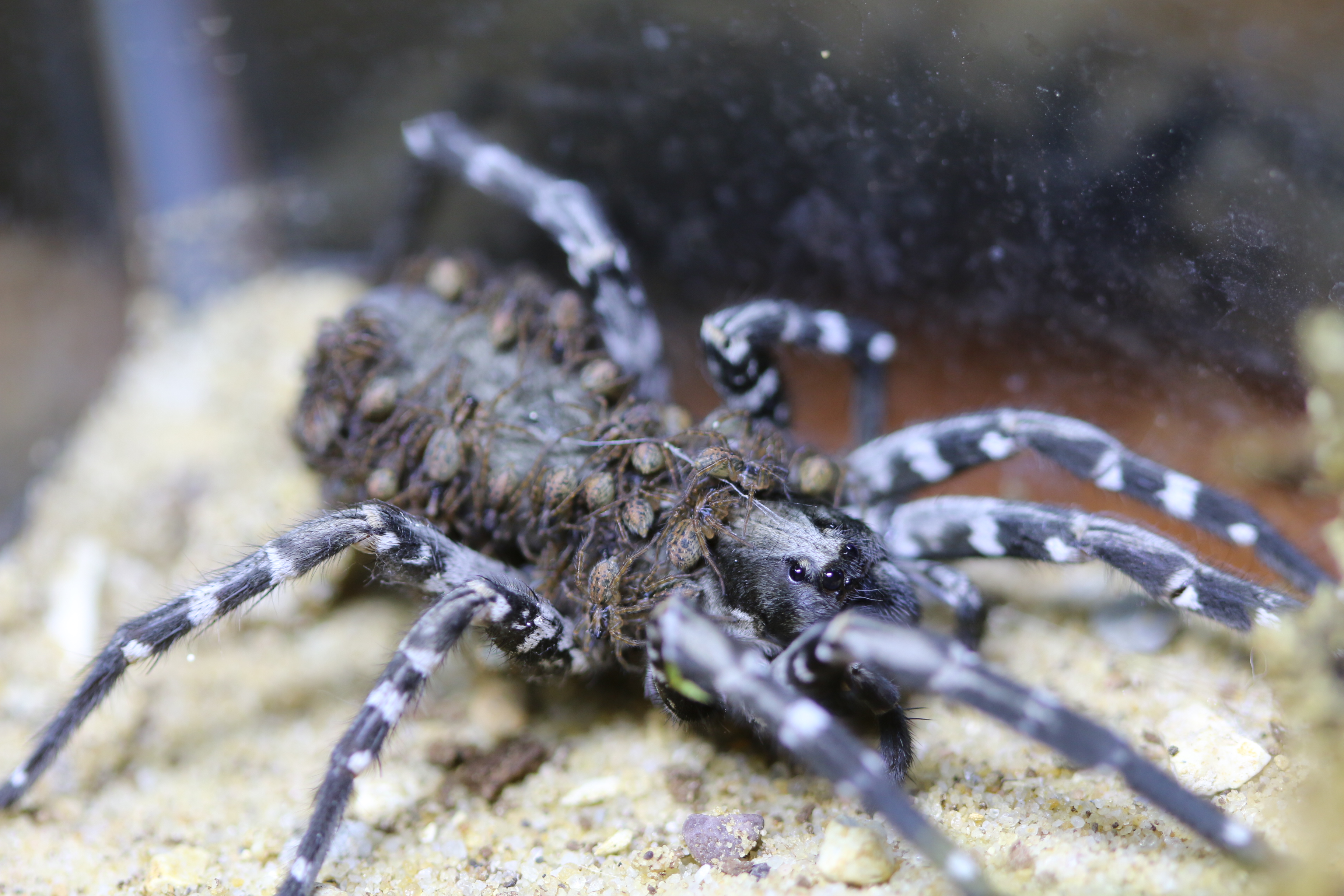 Approximately 100 Desertas wolf spiders hatched on May 21