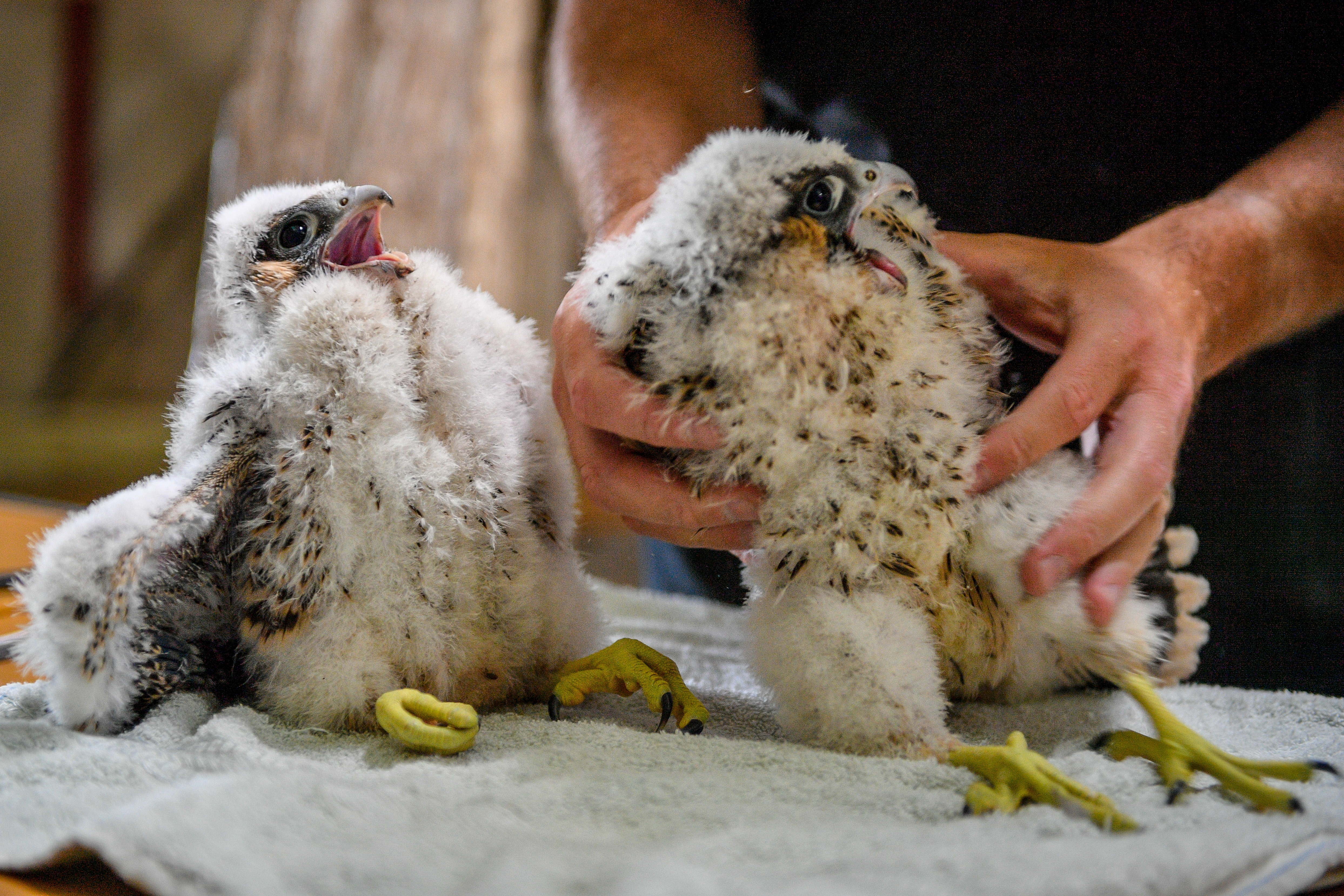 Peregrine chicks at Salisbury Cathedral