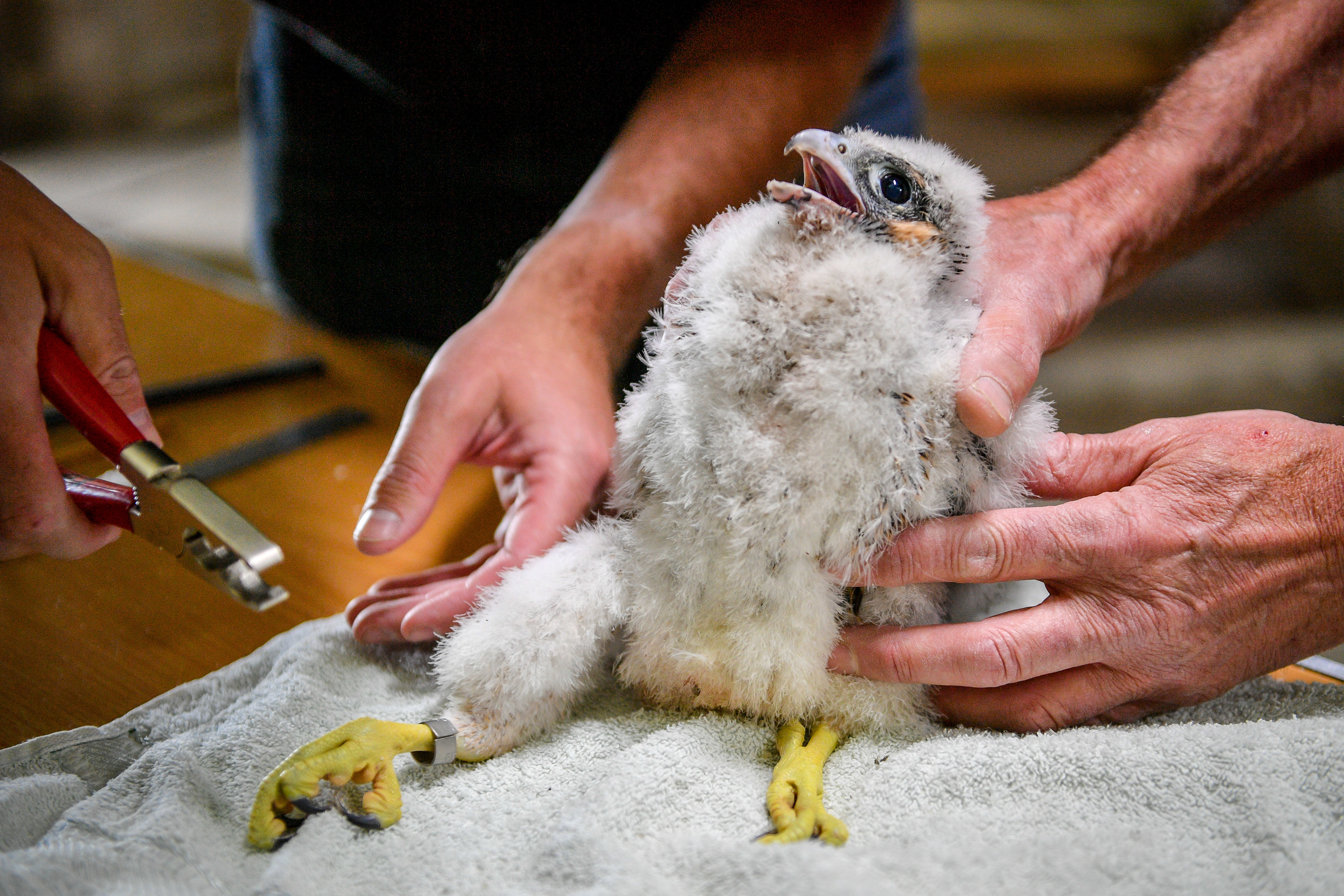 Peregrine chicks at Salisbury Cathedral