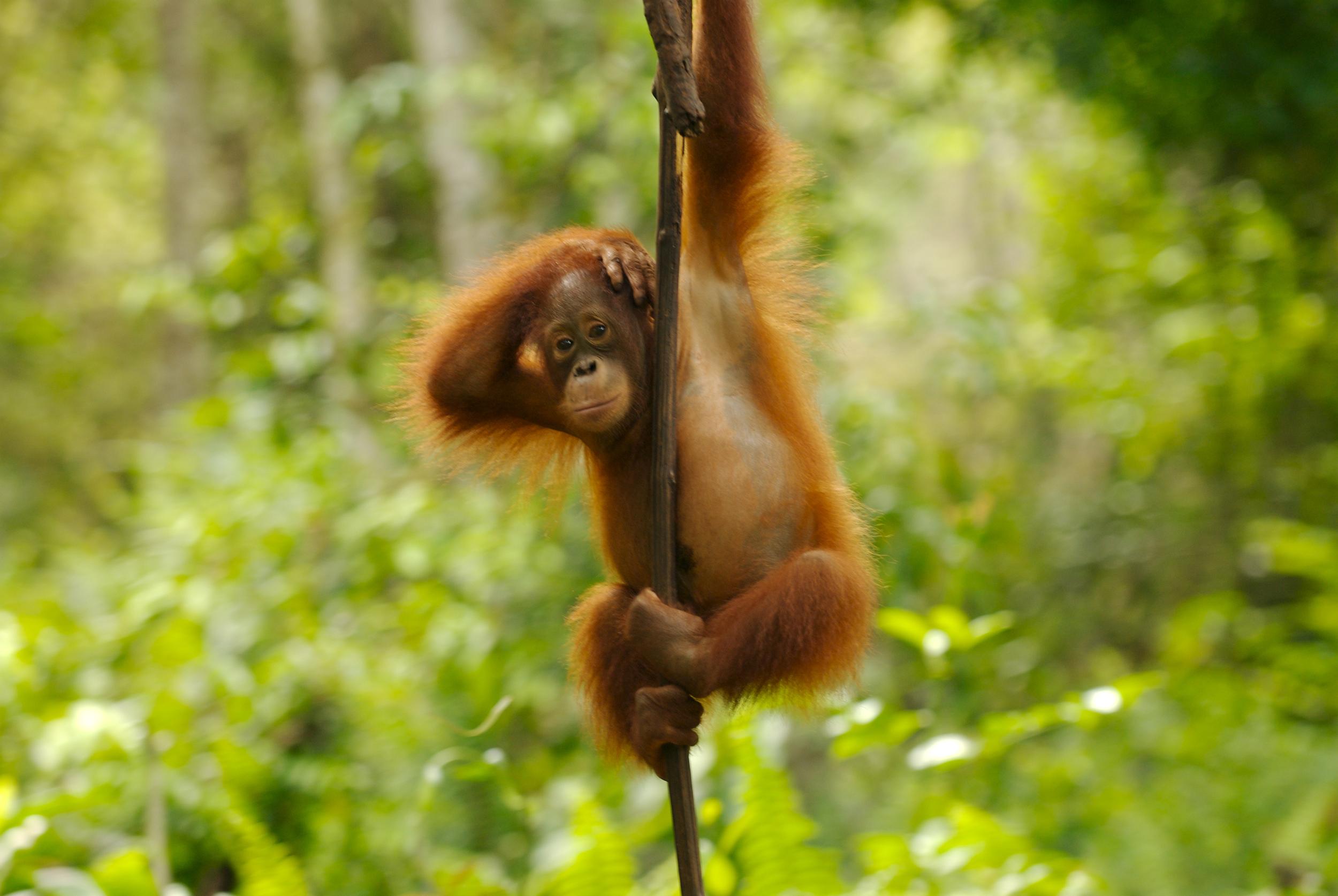 Orangutans are among the wildlife threatened by habitat loss (Markus Mauthe/Greenpeace/PA)