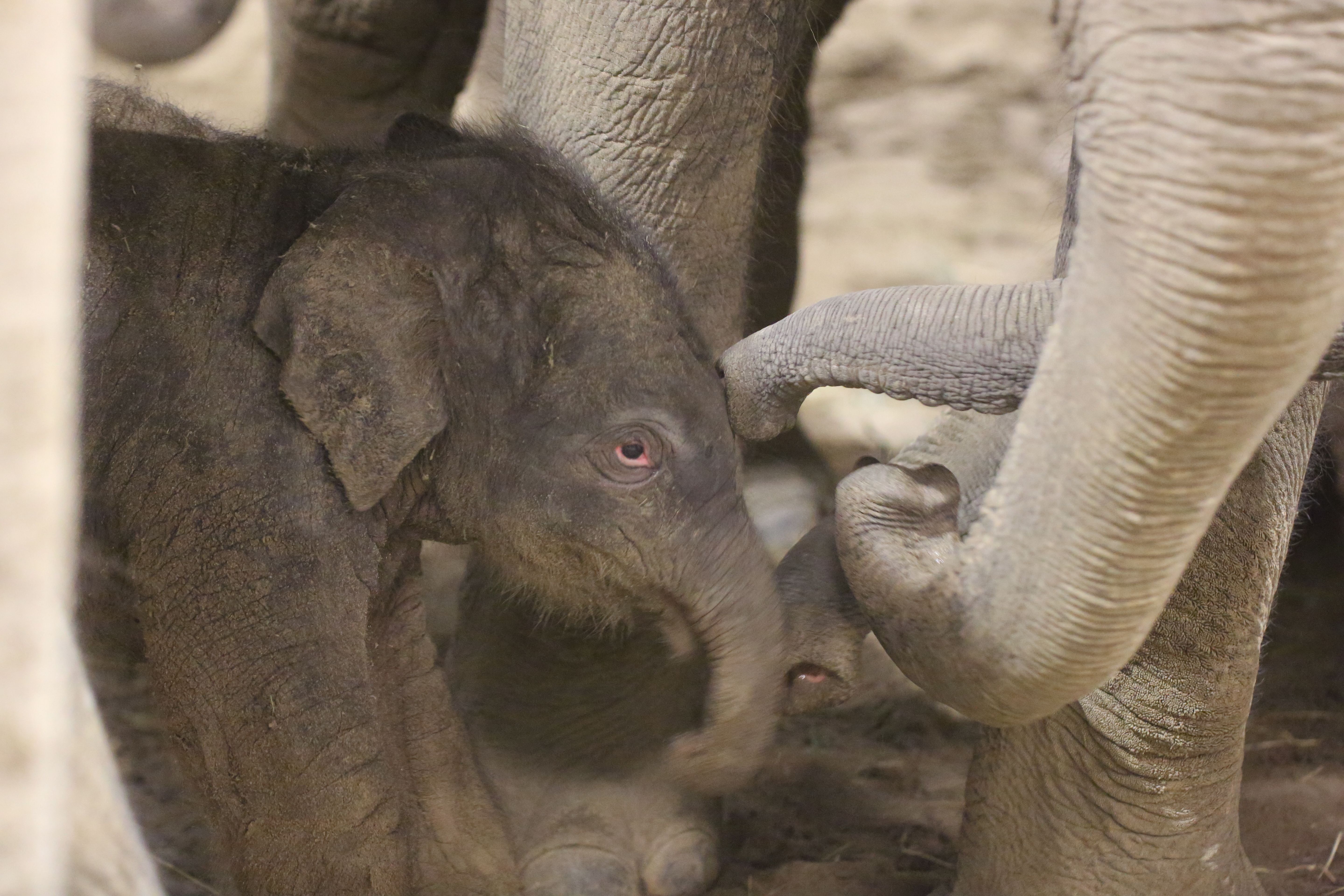A baby elephant born at Pairi Daiza