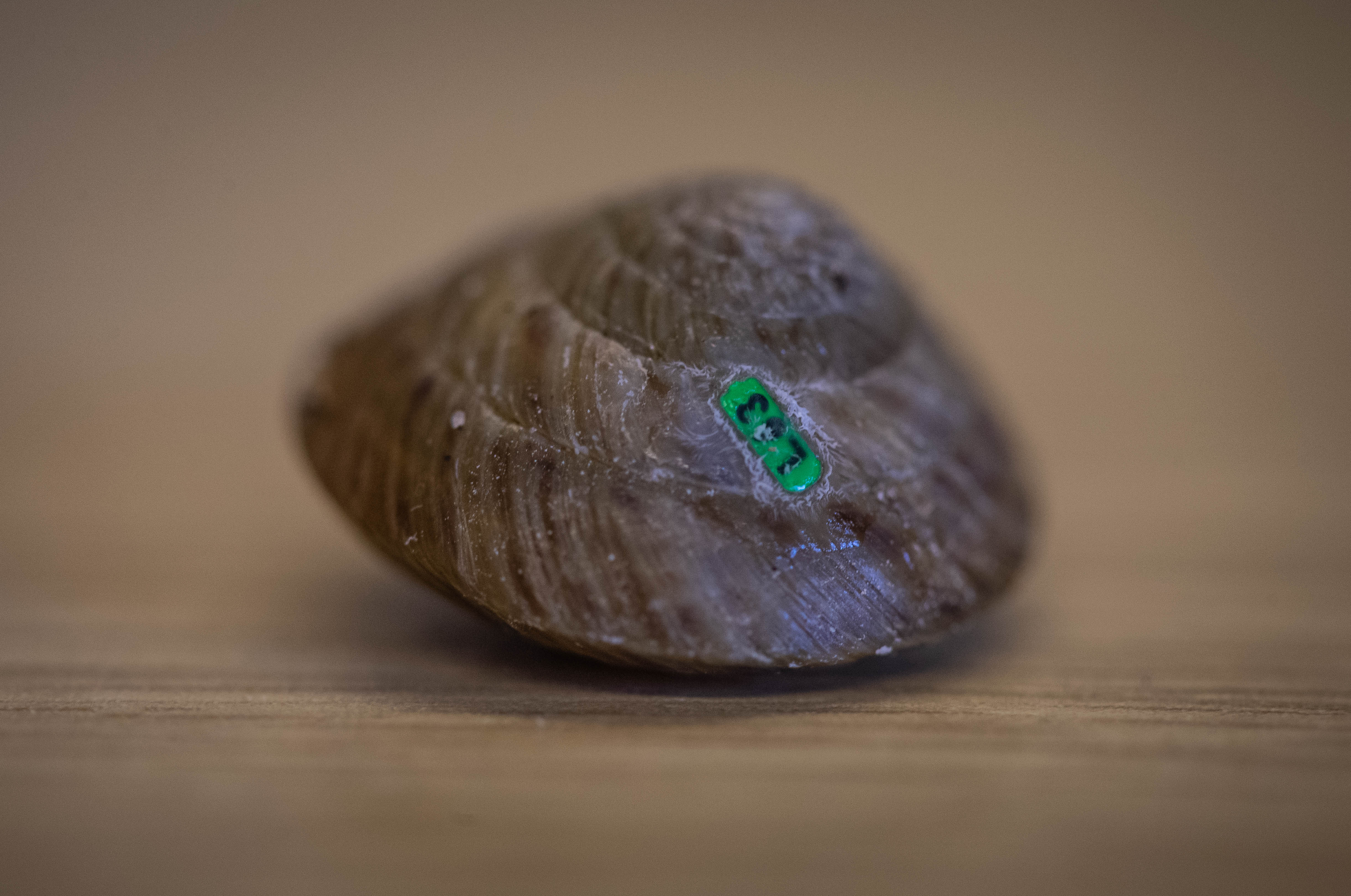 A special tag on a greater Bermuda land snail 