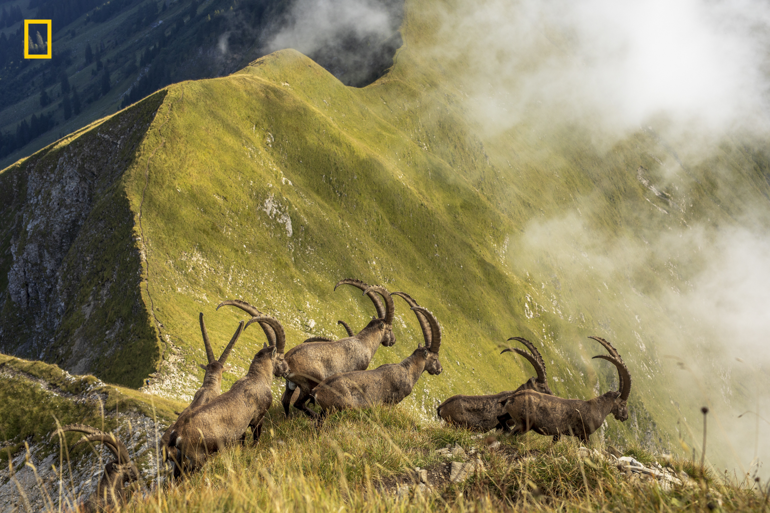 King of the Alps