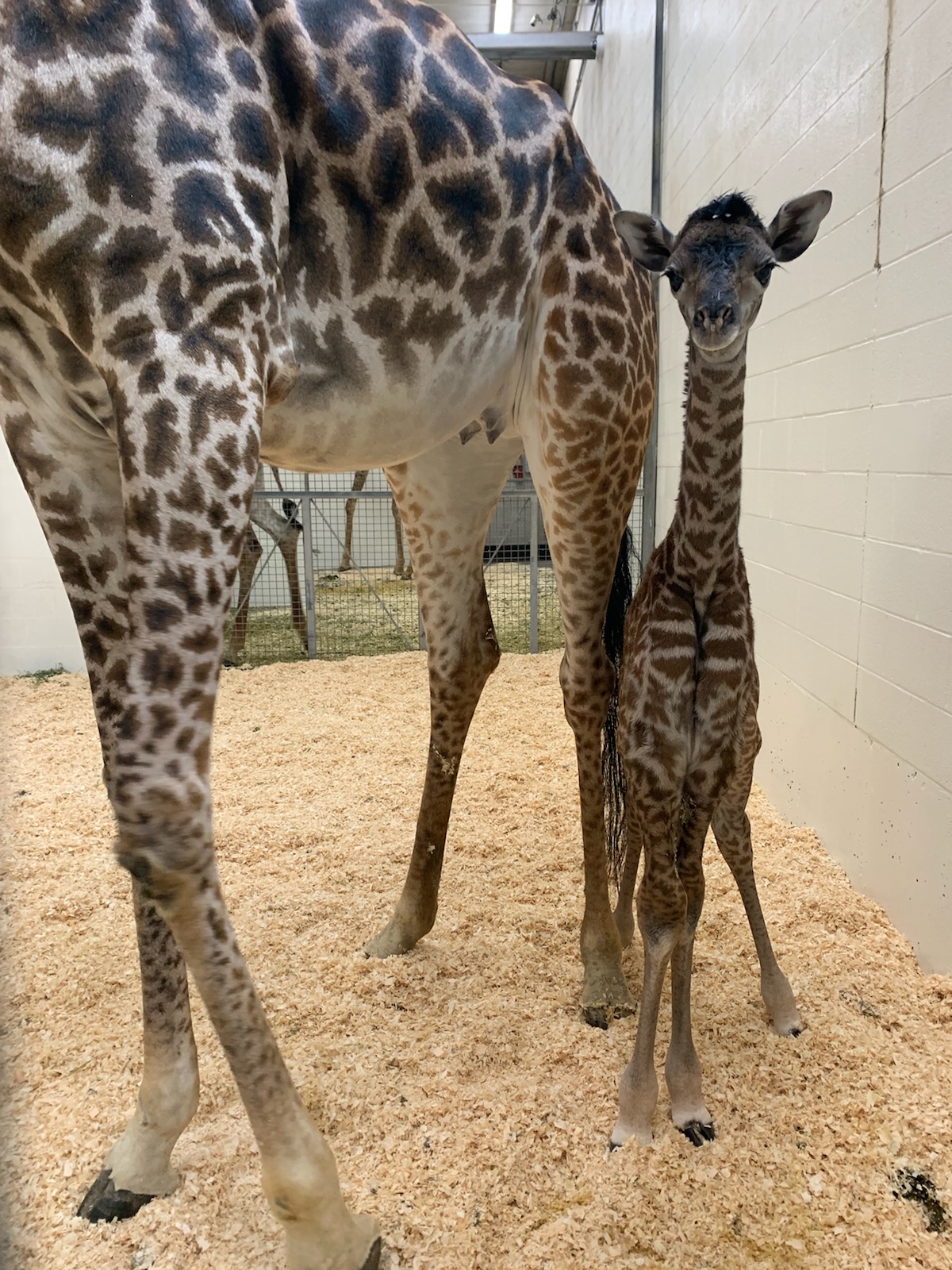 A young giraffe calf with its mum Tessa at Cincinnati Zoo