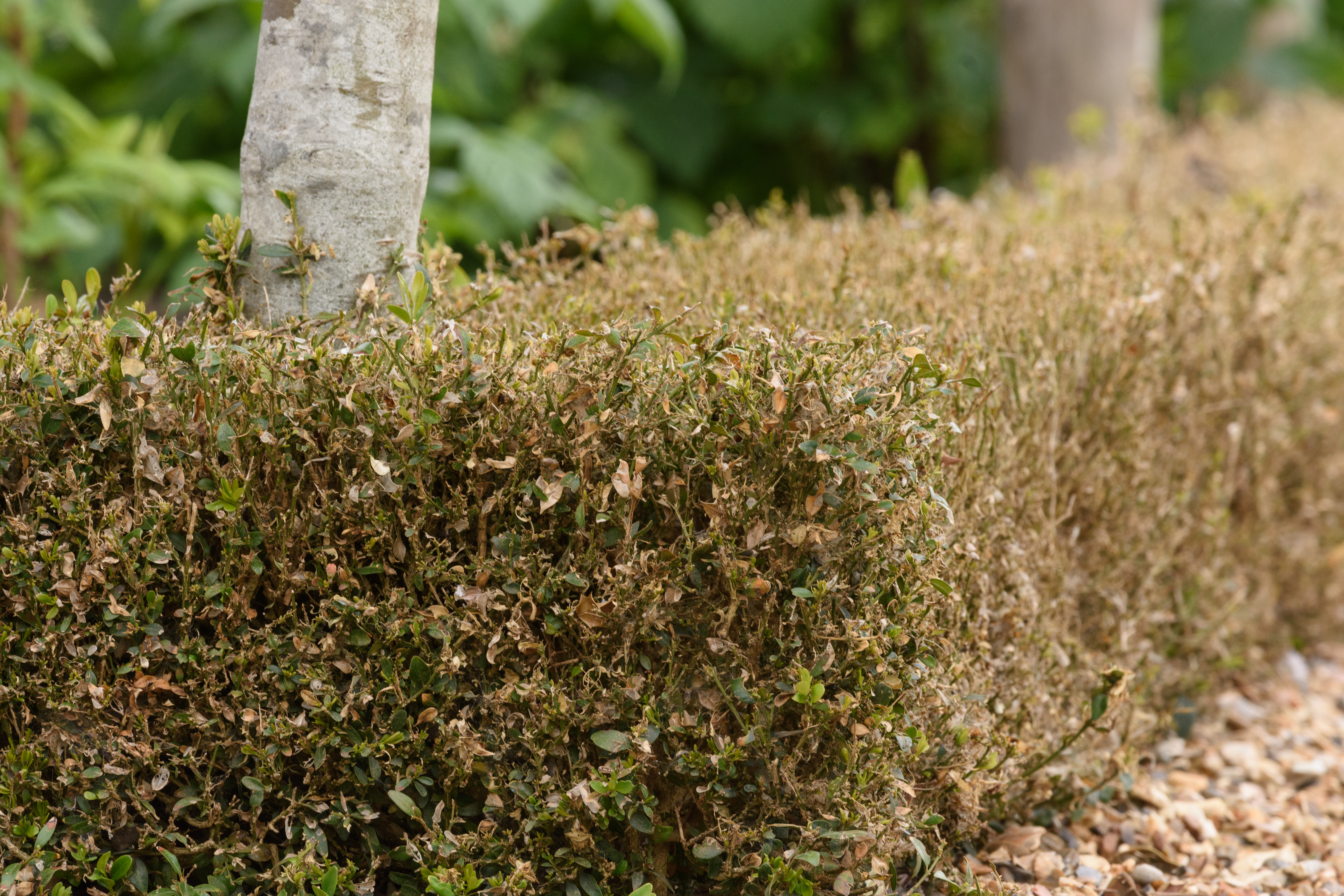 Box hedges in the Ham House kitchen garden defoliated by box caterpillar (Chris Davies/National Trust Images/PA)