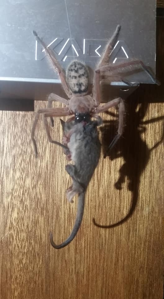 Spider eating possum