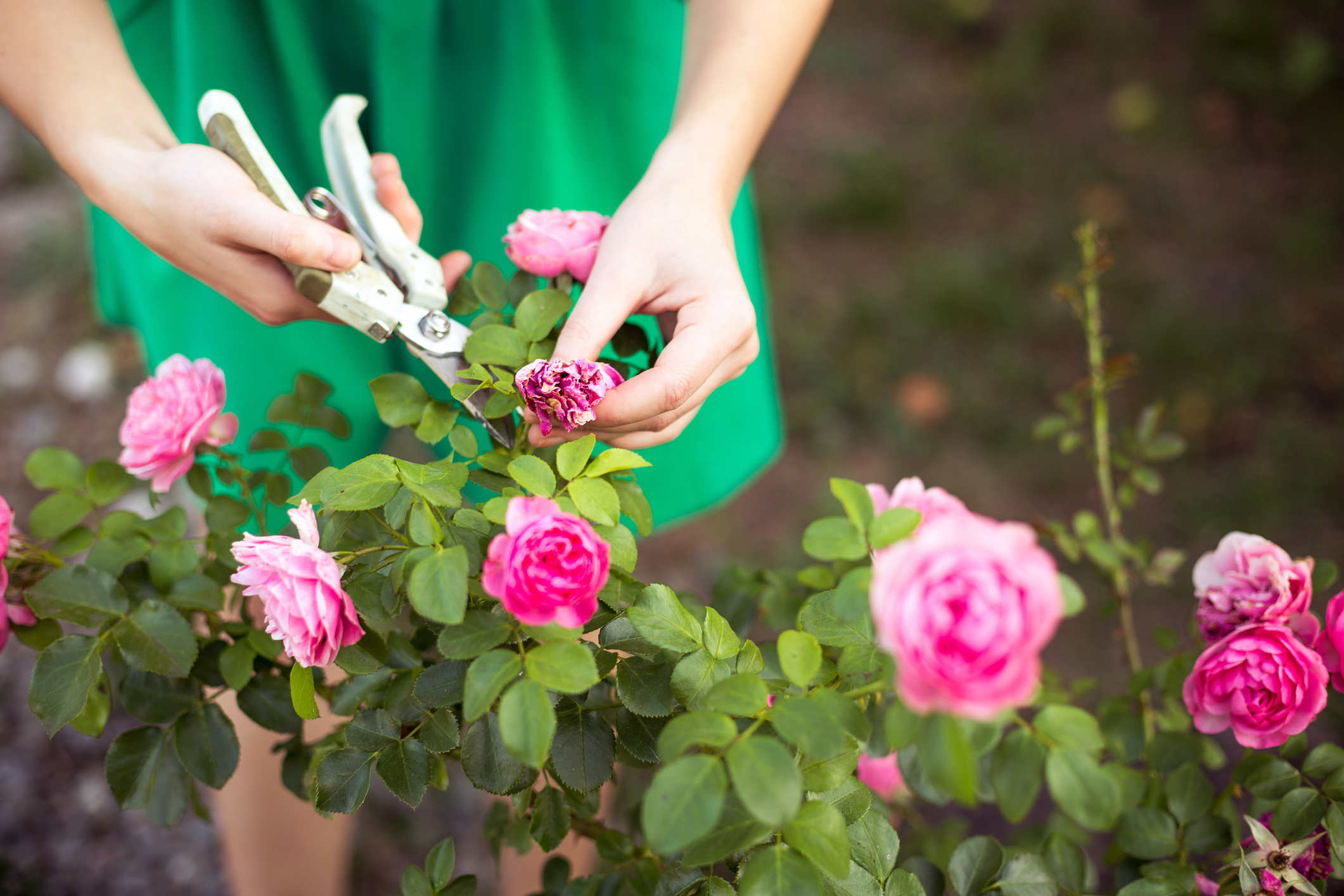 Someone pruning a rose bush