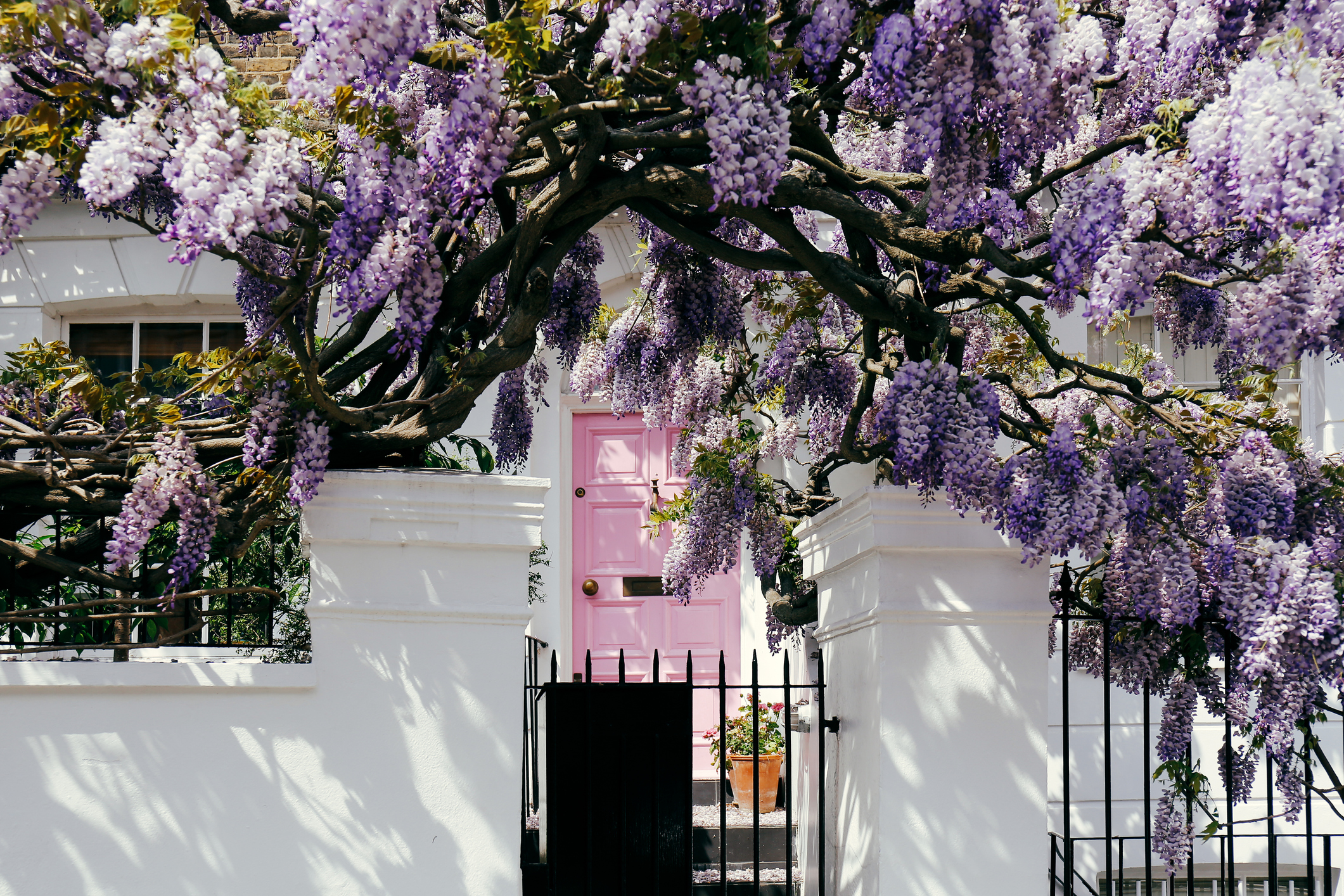Wisteria on the front of a house