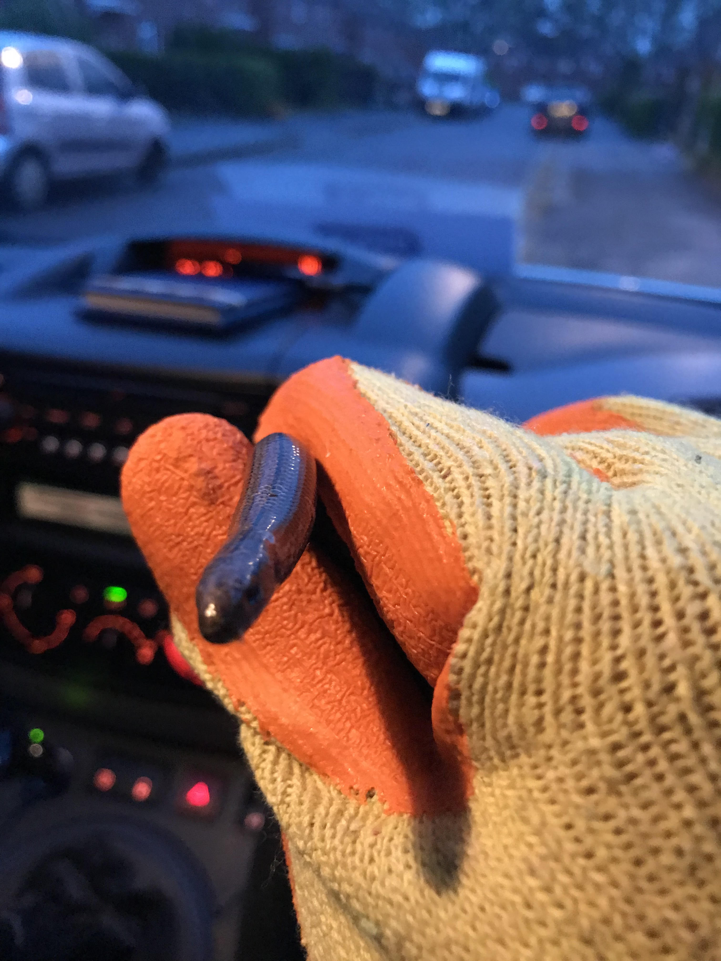 A slow worm held by an RSPCA officer
