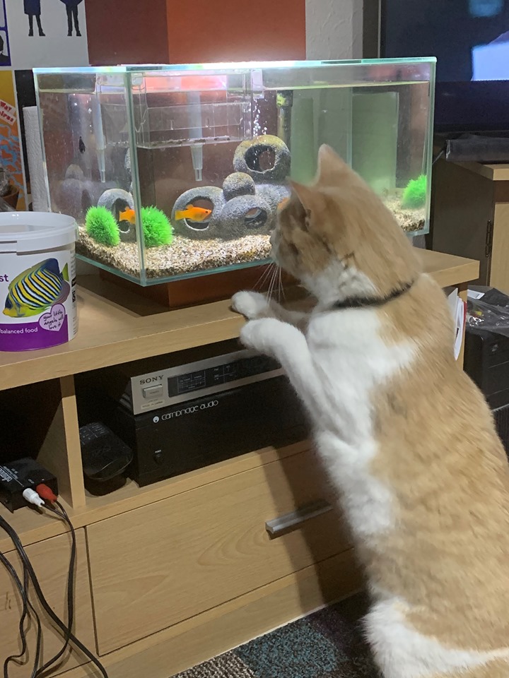Wilbur eyes up a fish