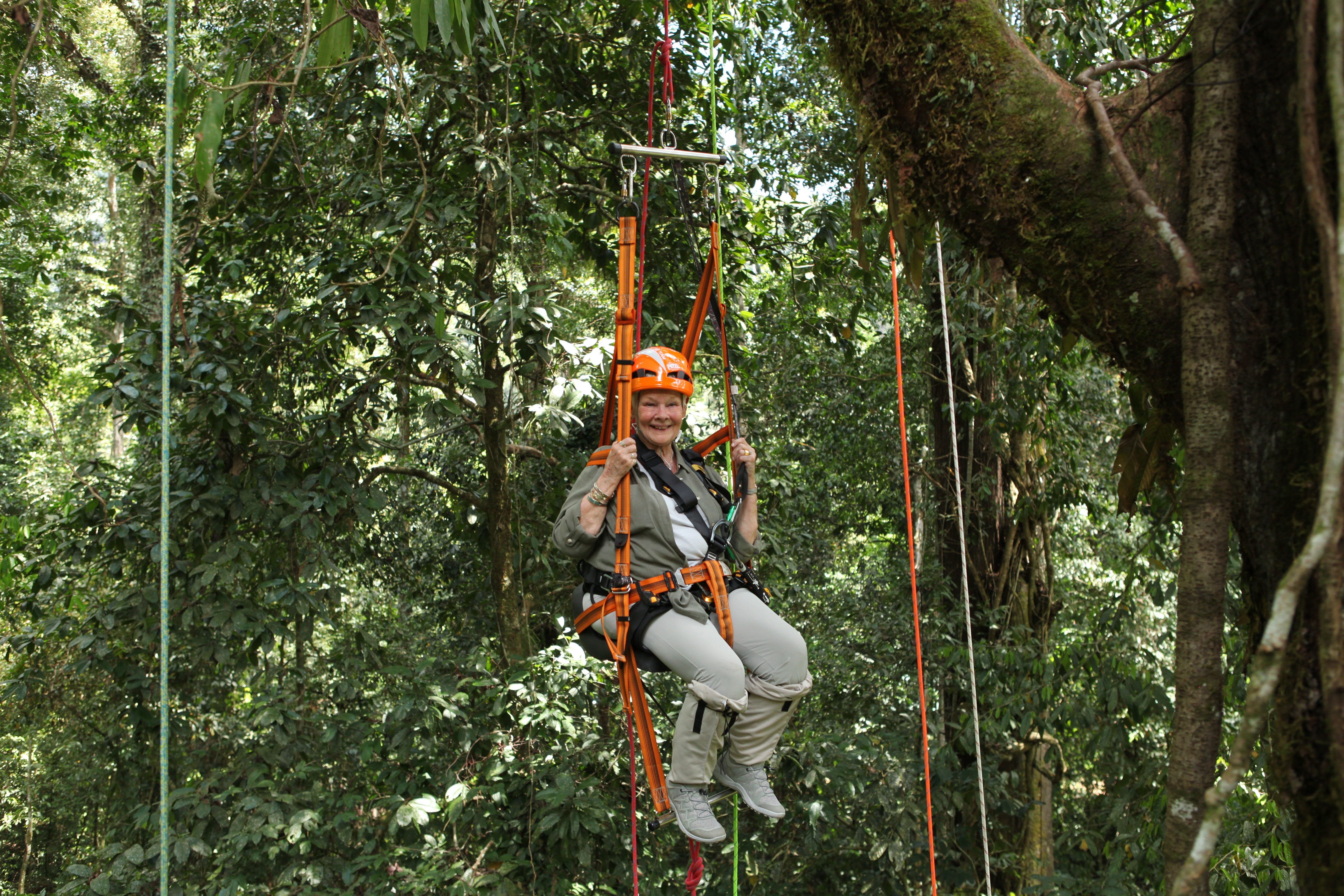 Judi Dench being hoisted up a tree.