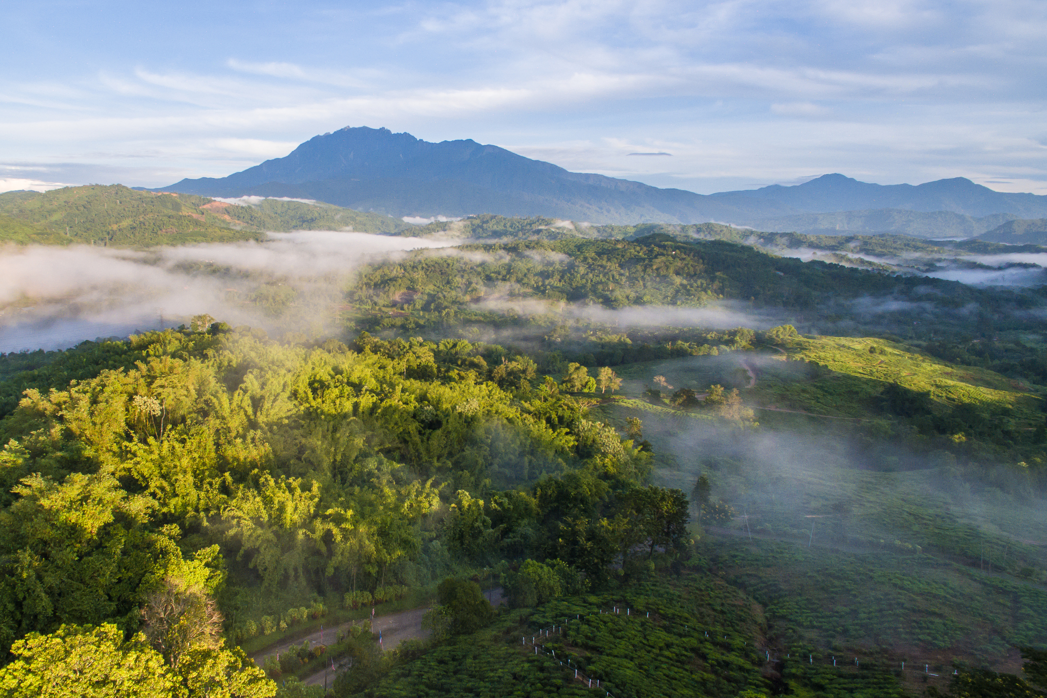 aerial view of tea plantations in Ranau Sabah with beautiful majestic Mount Kinabalu at background.