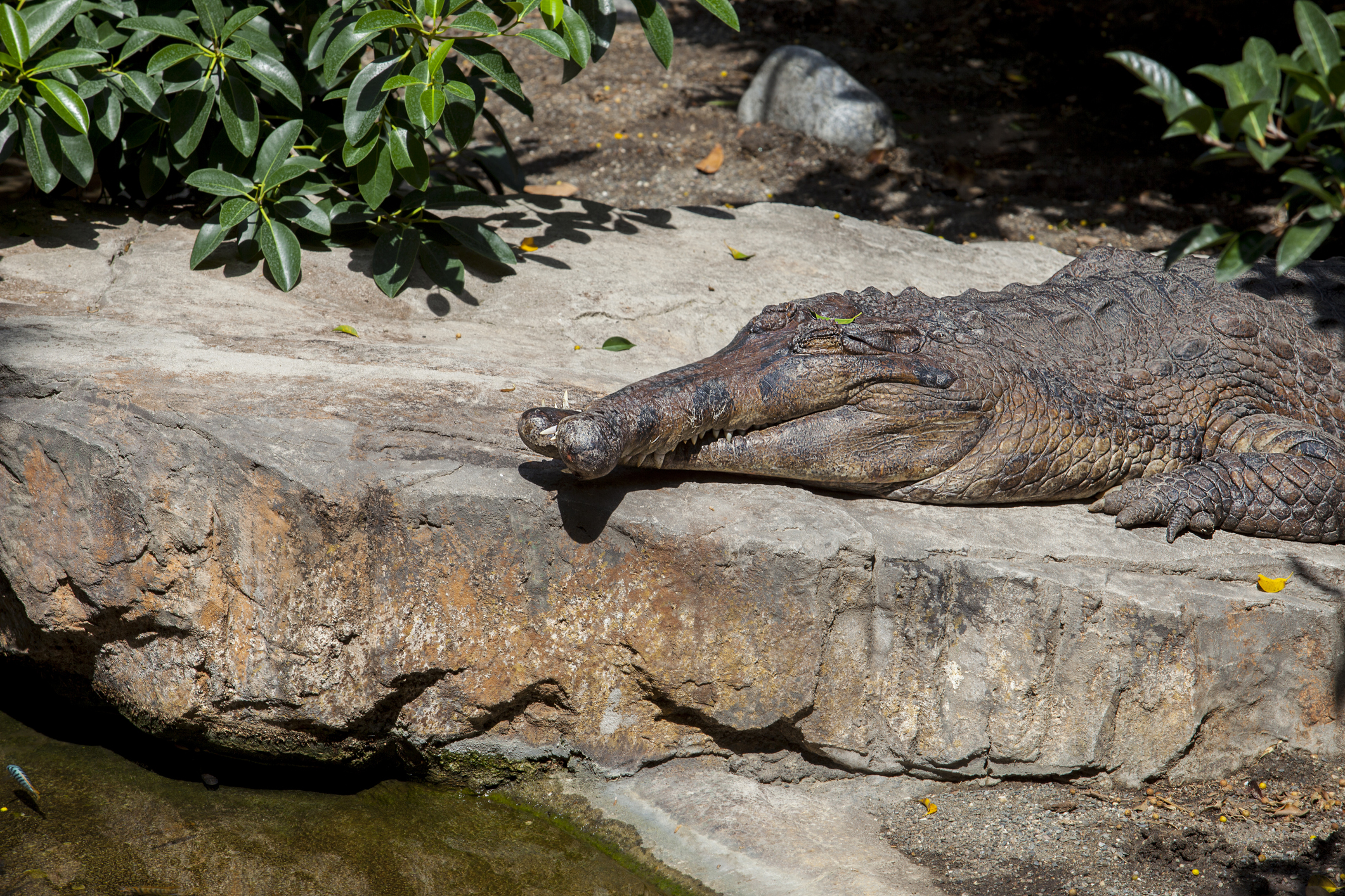 False gavial or Tomistoma schlegelii with crossed jaws, also known as the false gharial or Malayan gharial