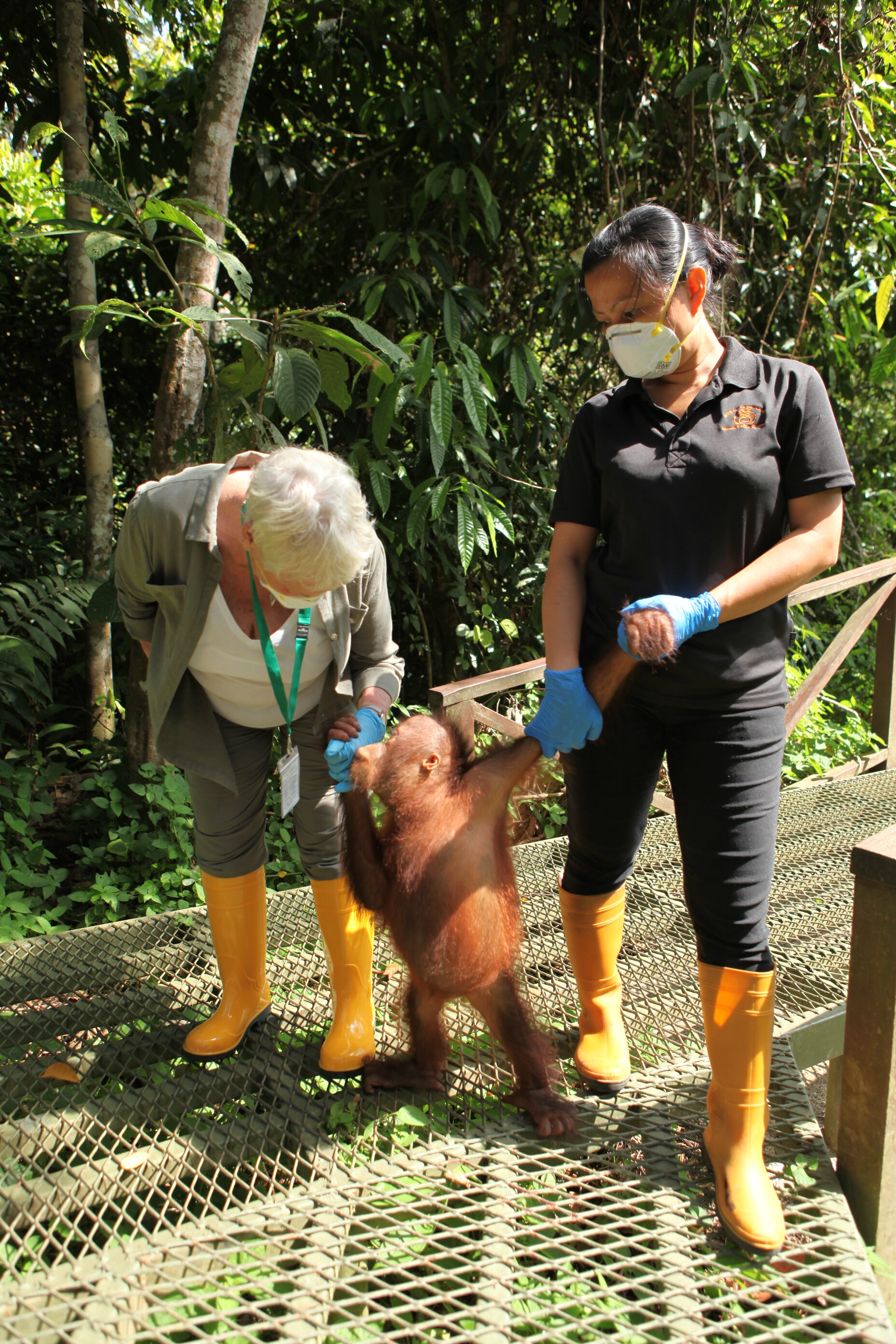 Judi Dench holding hands with an orangutan orphan