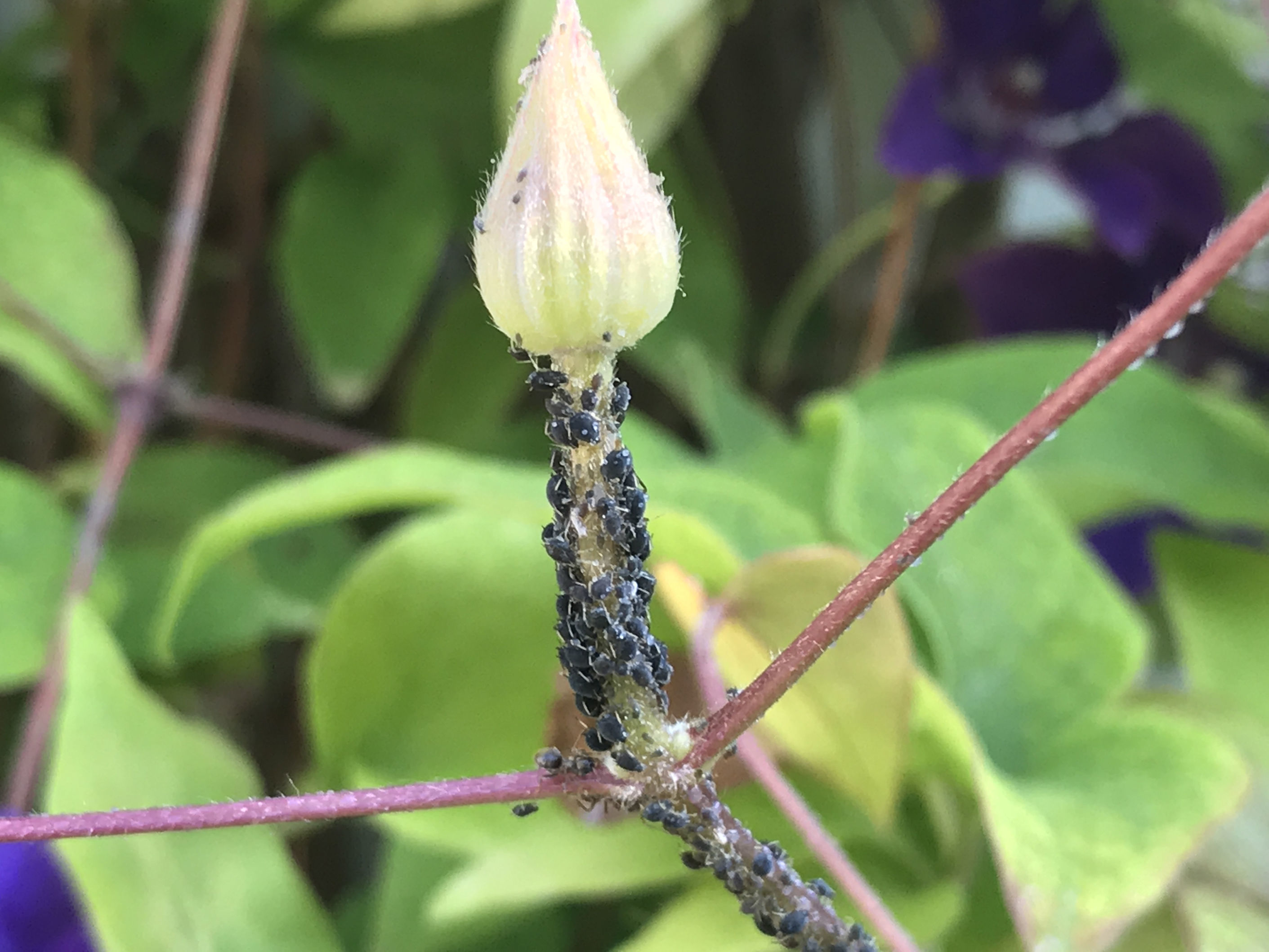 Sap-sucking blackfly on a clematis stem (Hannah Stephenson/PA)