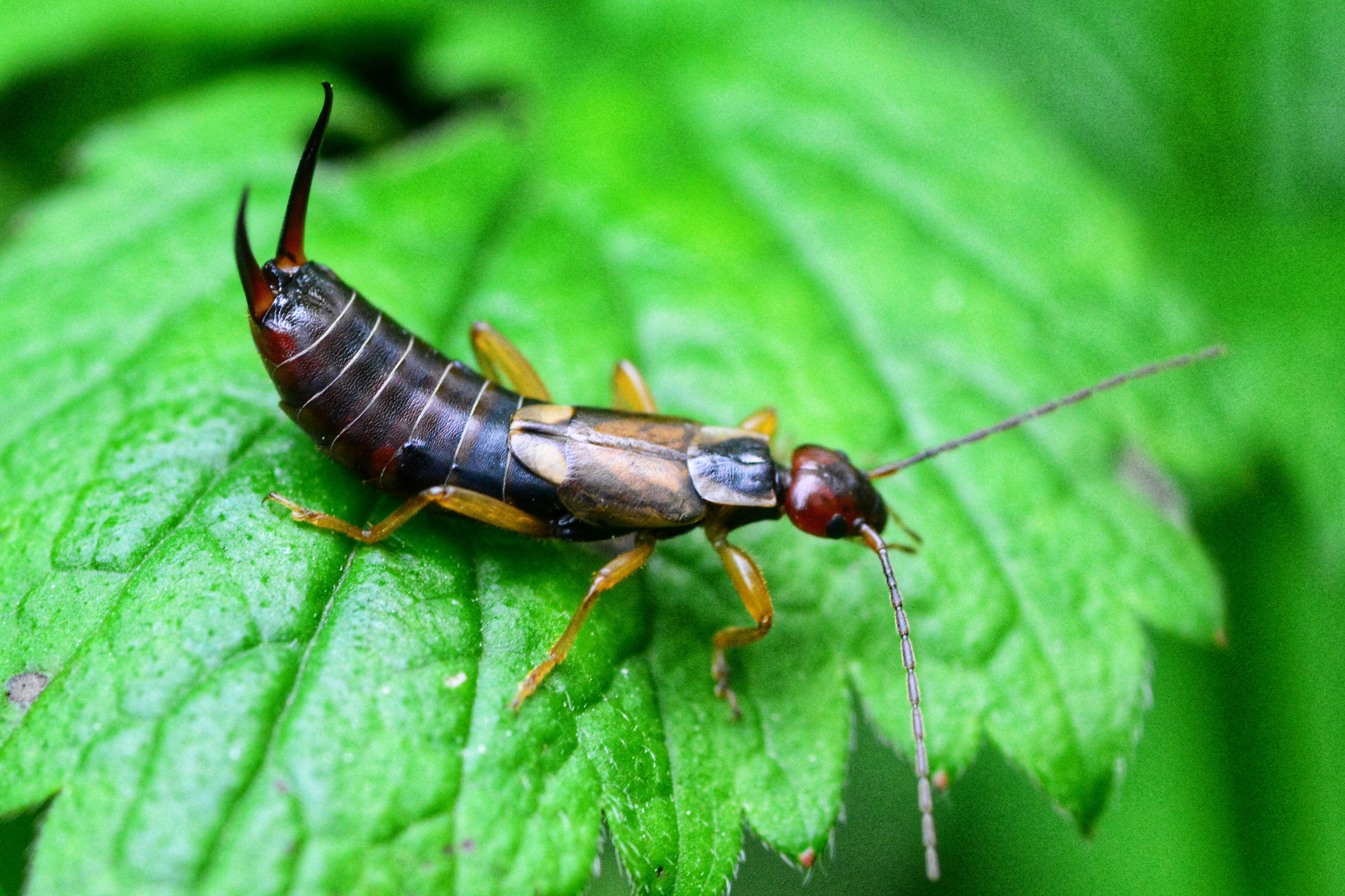 Earwigs can be trapped in upturned flower pots (iStock/PA)