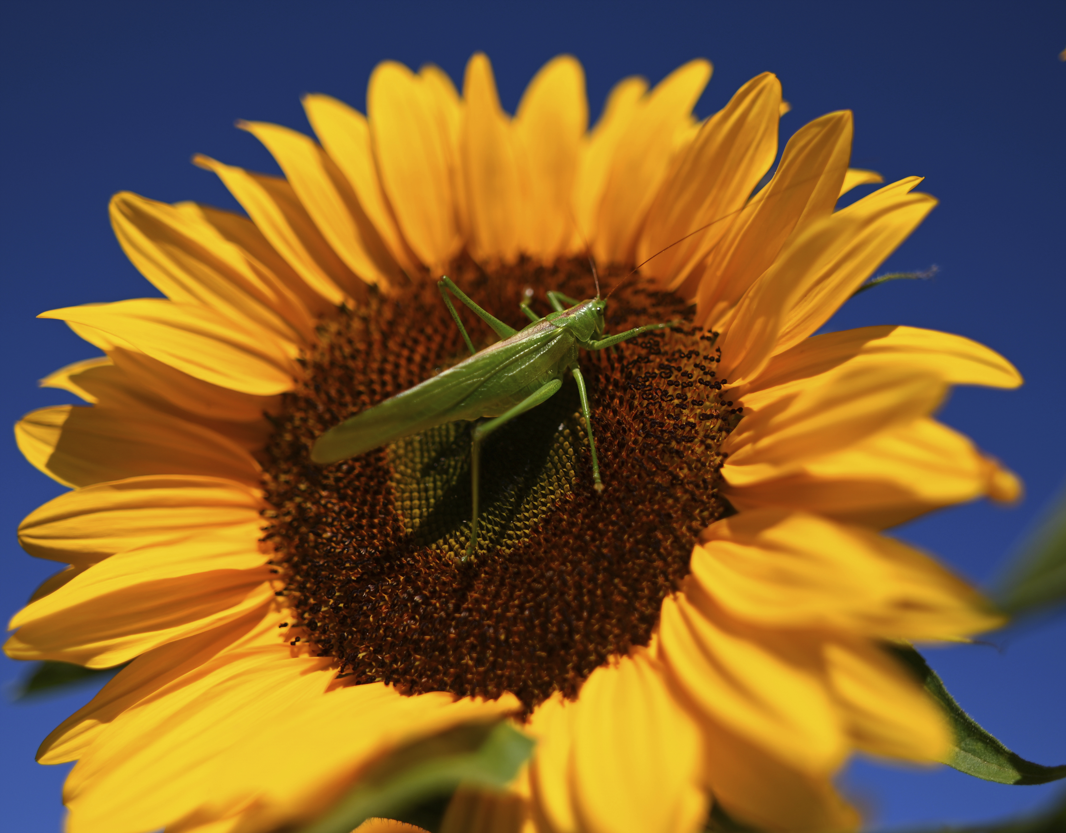A grasshopper sits on a sunflower in Rheinau, Germany