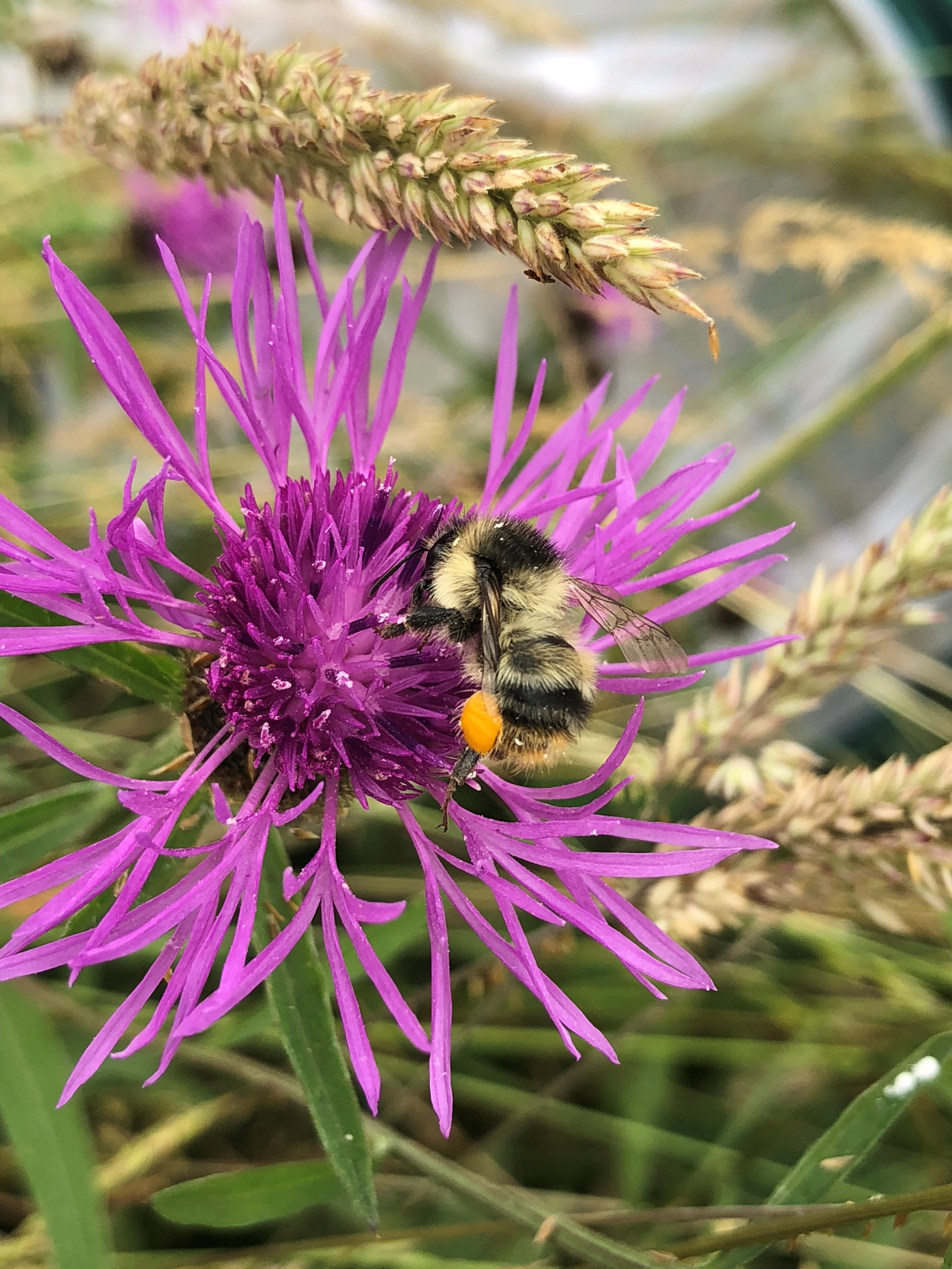 The shrill carder bee needs a rich array of wildflowers (Bumblebee Conservation Trust/PA)
