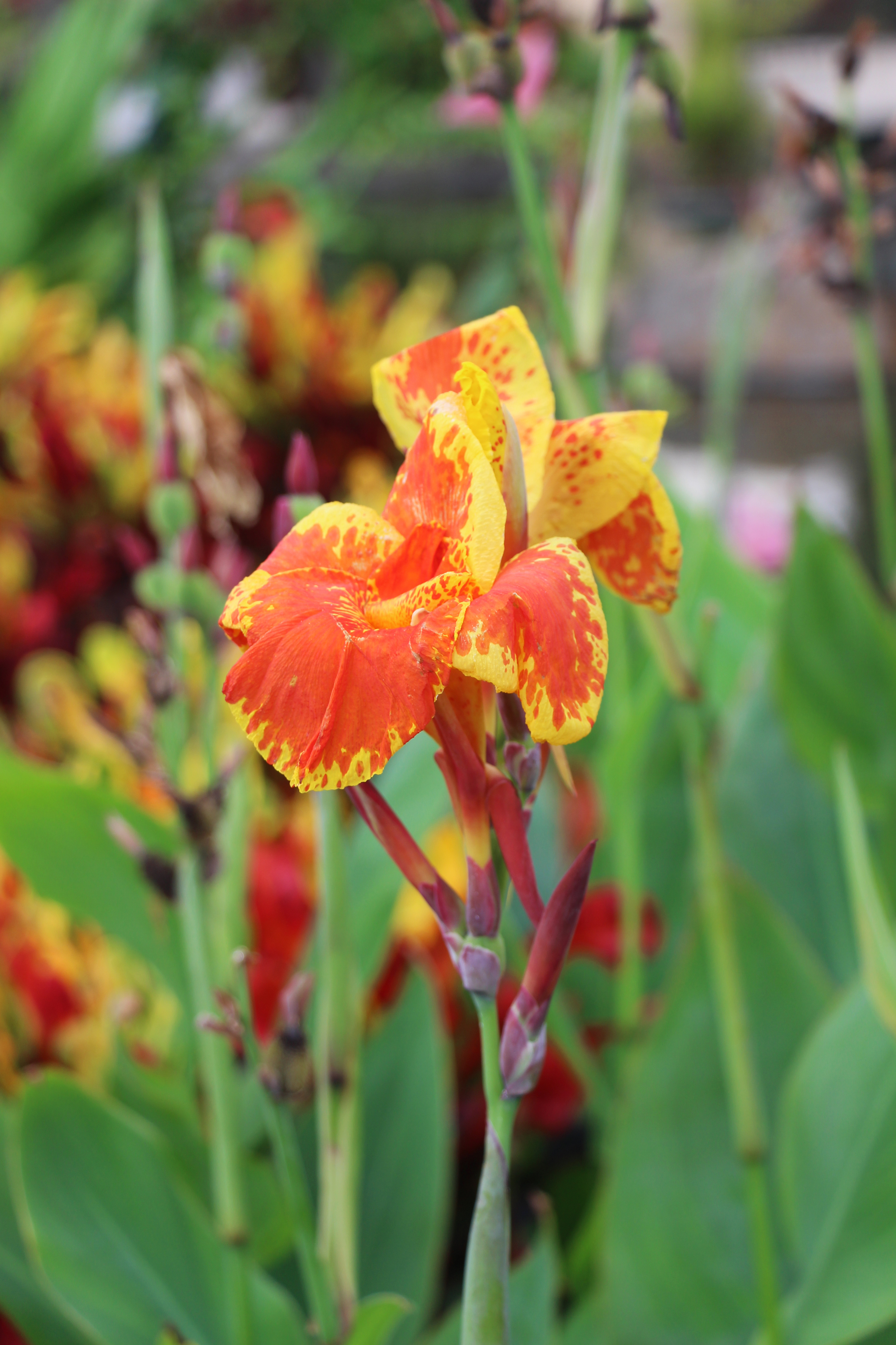 Canna lilies (iStock/PA)