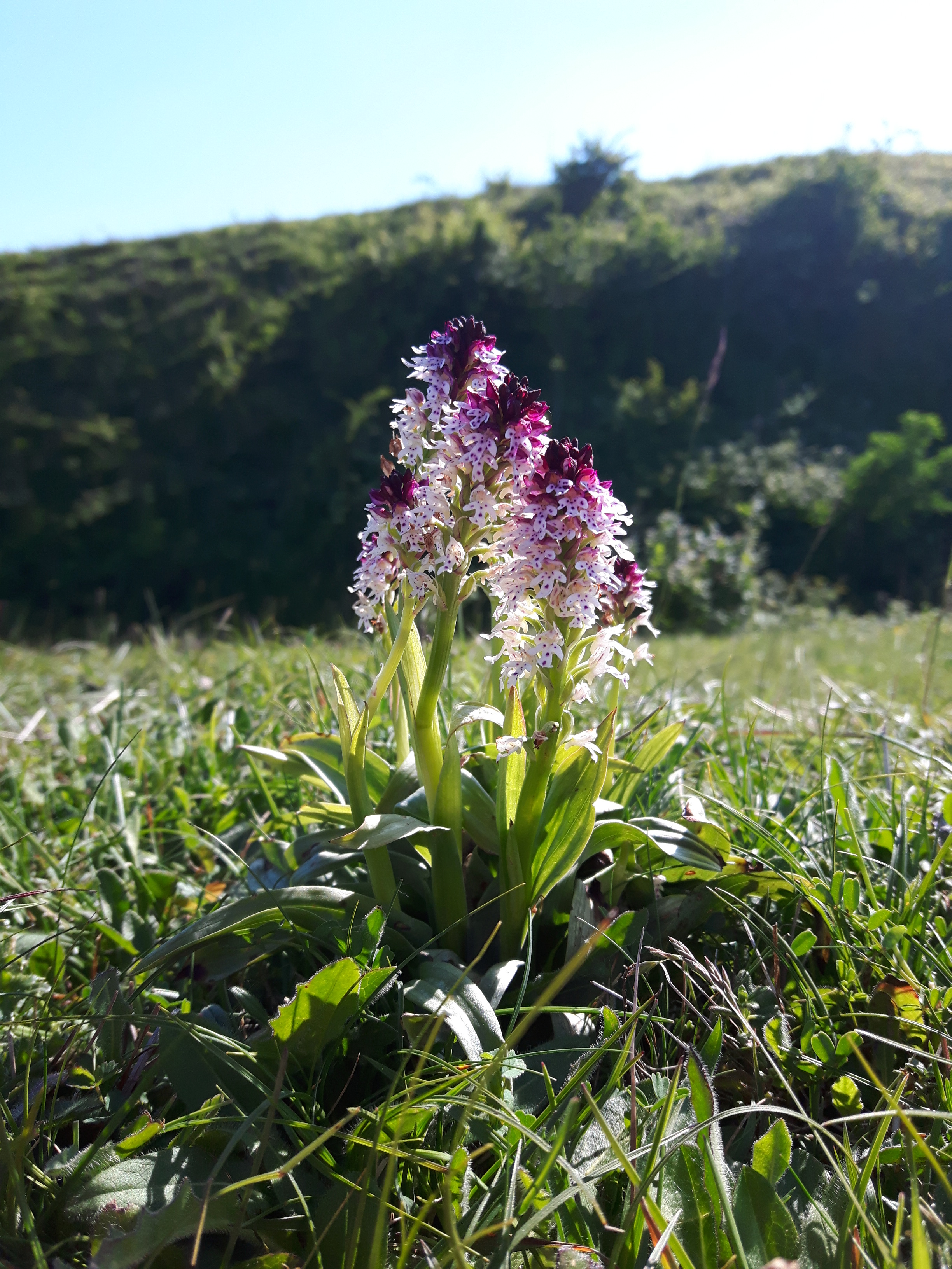 Burnt-tip orchids