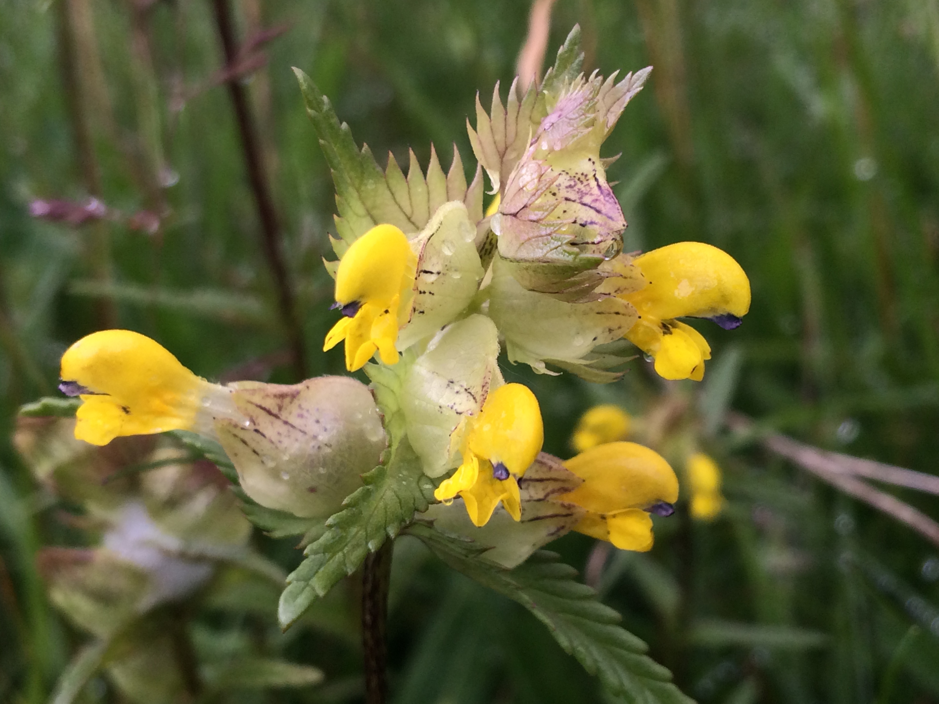 'Meadow-maker' yellow rattle