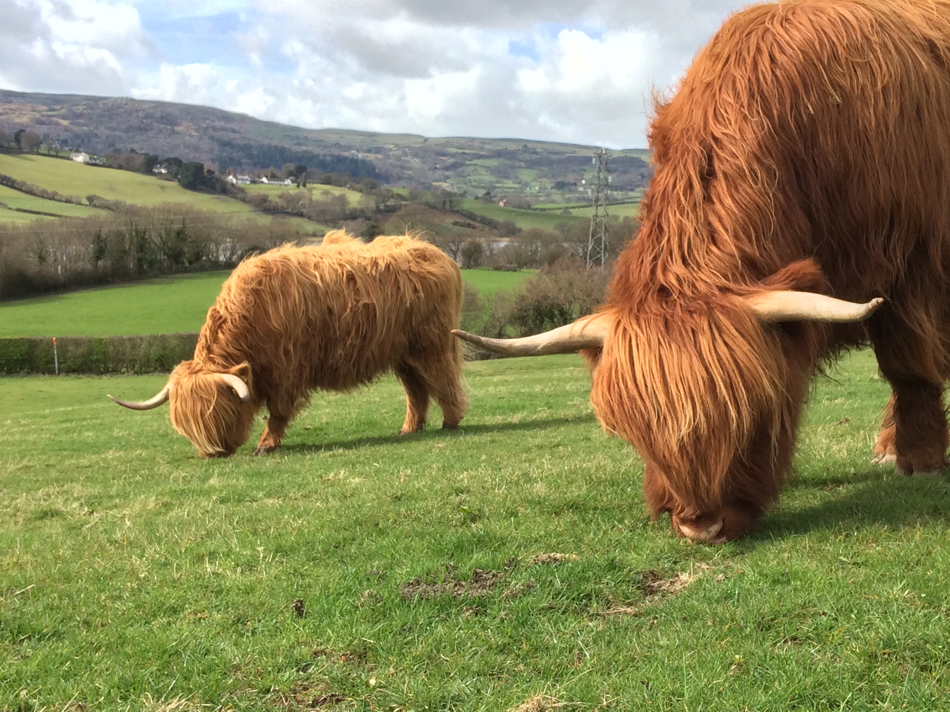 Brown cows