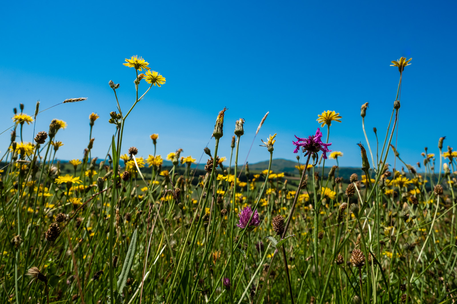 Flowers and plants in sunlight