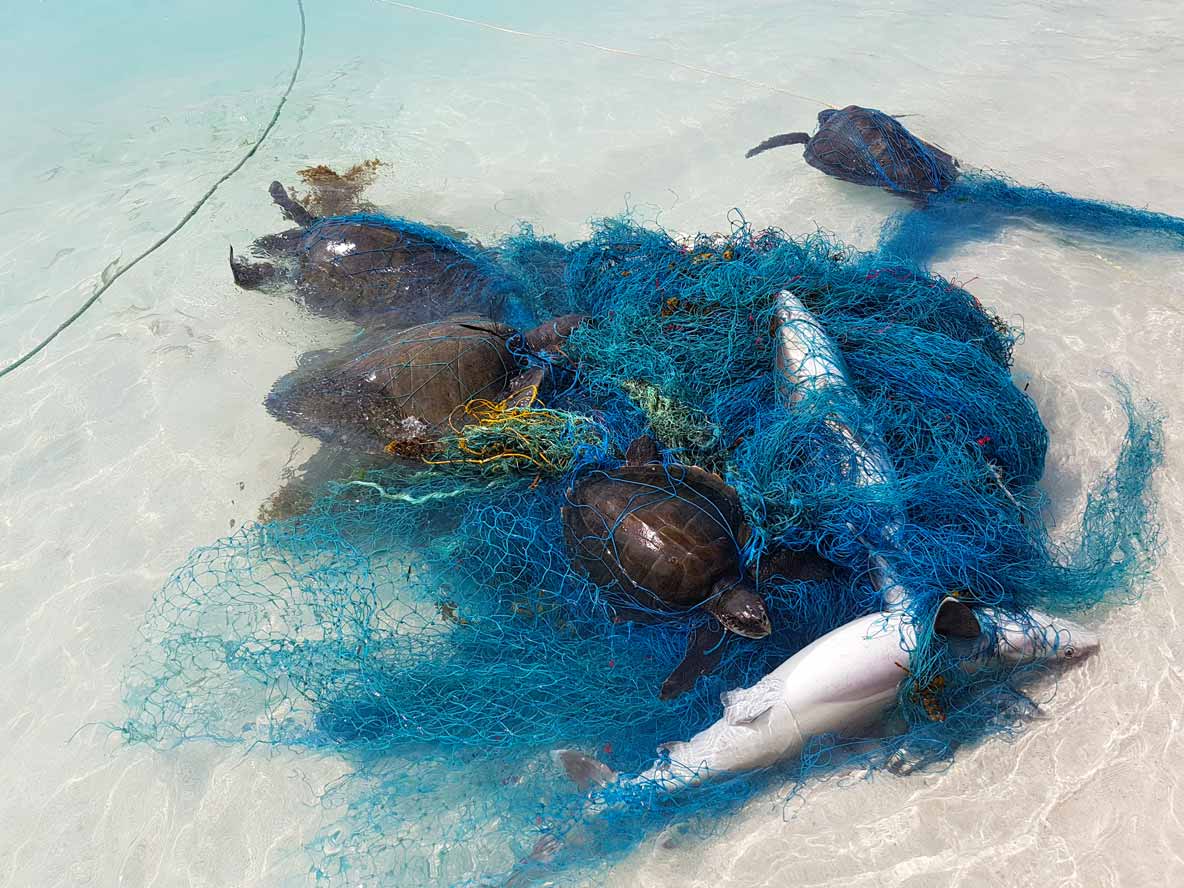 Hundreds of sharks and rays entangled in plastic debris discarded