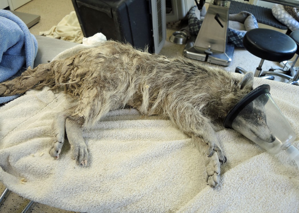 A raccoon covered in cement