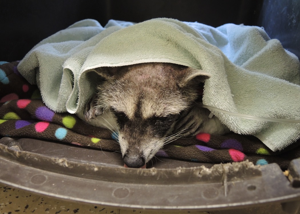 A raccoon with covered in a towel